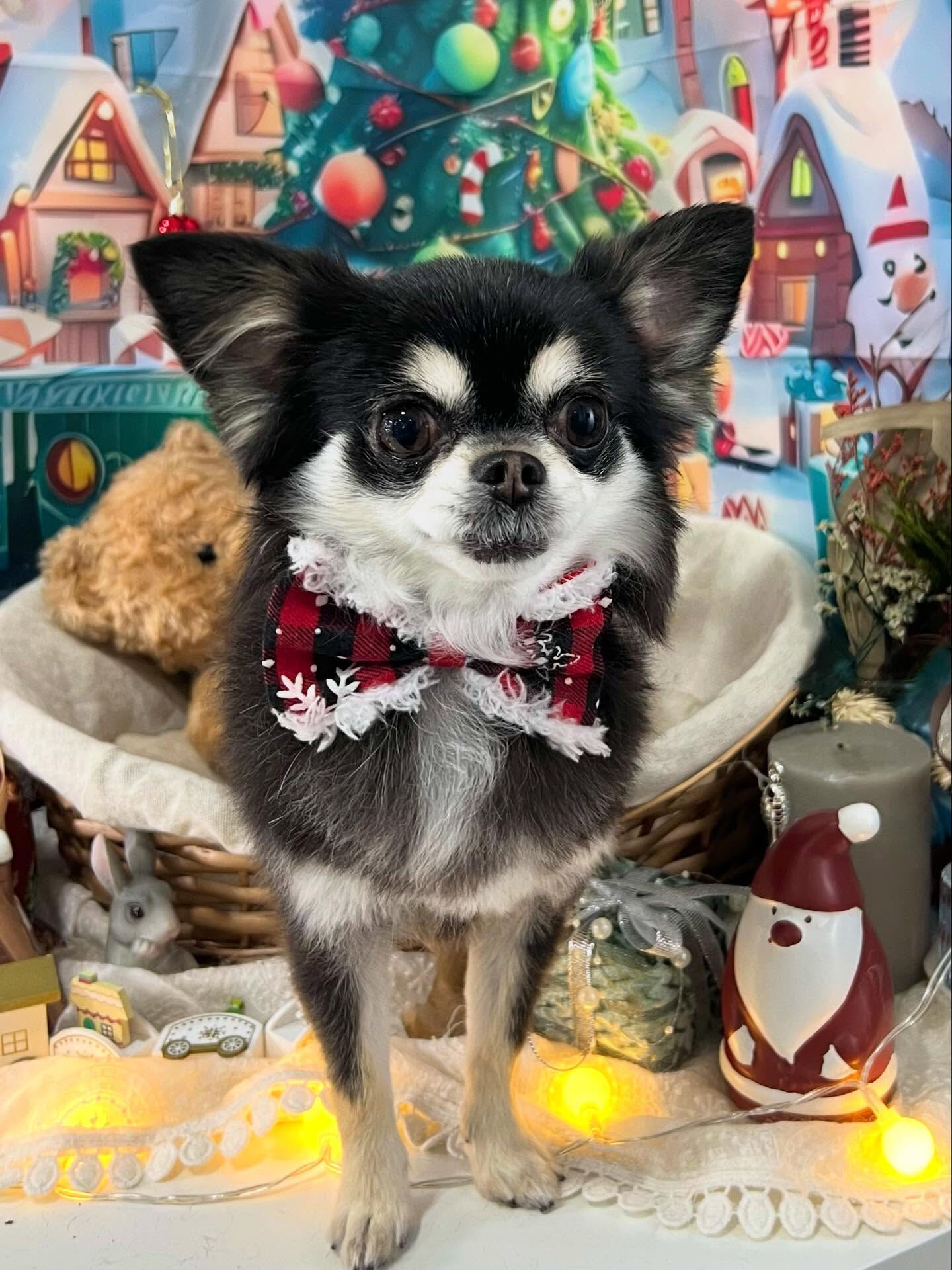 ご来店いただいたちろるちゃんです🐶✨
