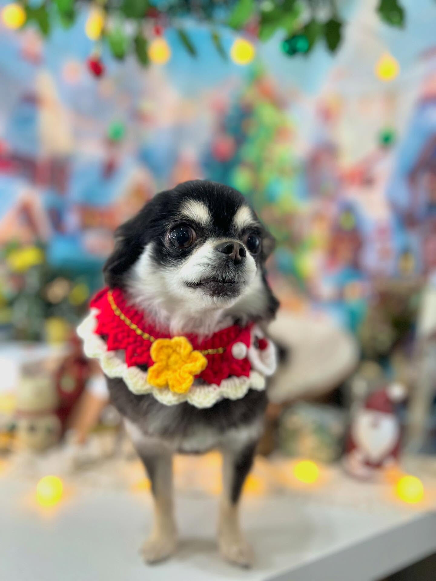 ご来店いただいたちろるちゃんです🐶✨