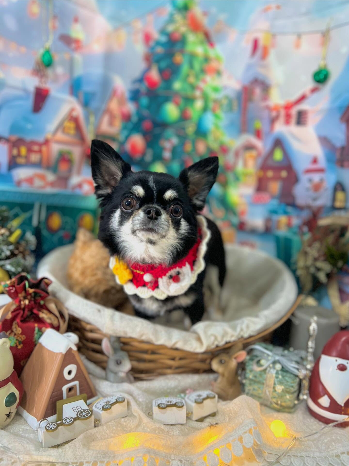 ご来店いただいたひめちゃんです🐶✨