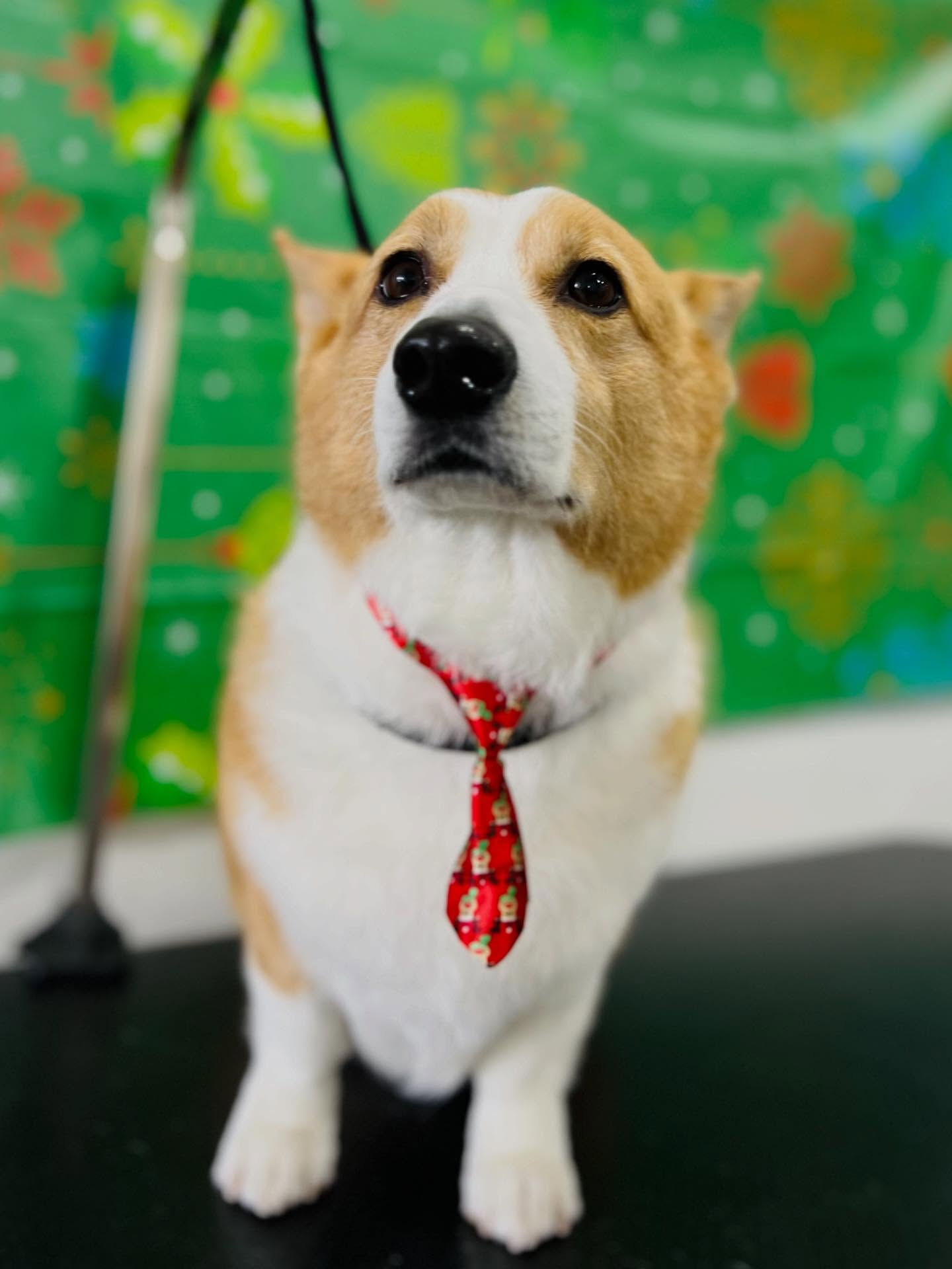 ご来店いただいたロックくんです🐶✨