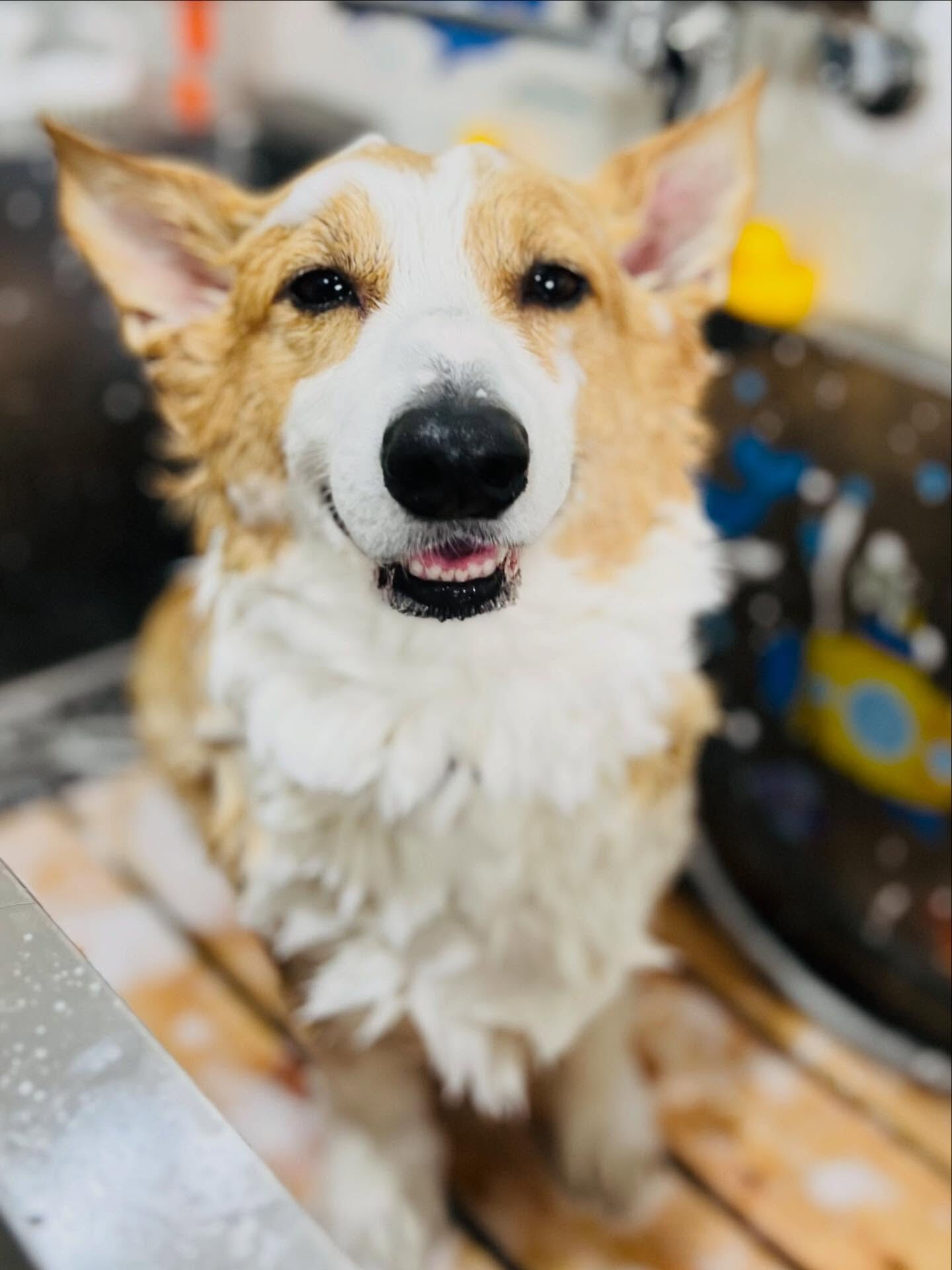 ご来店いただいたロックくんです🐶✨