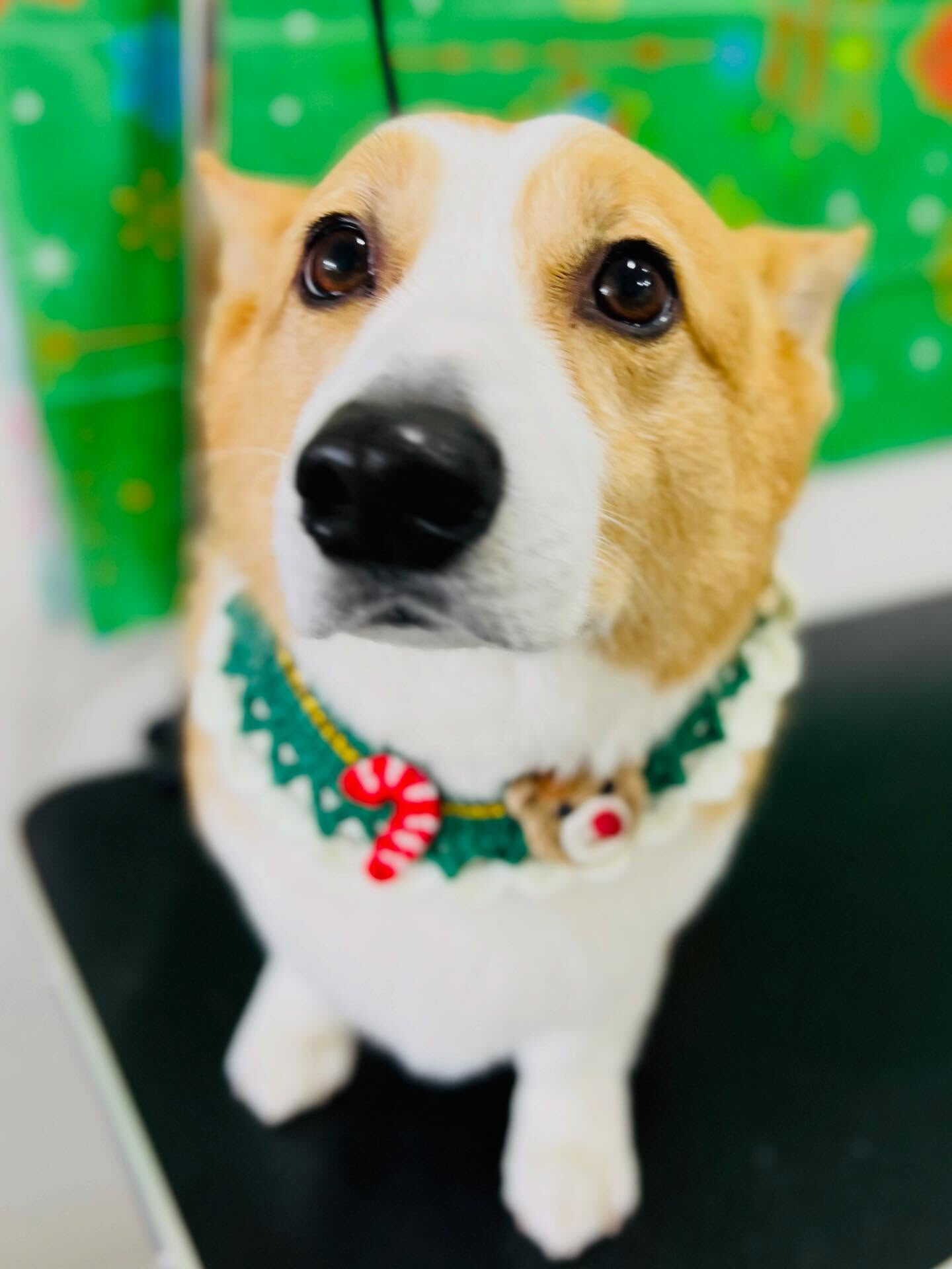 ご来店いただいたロックくんです🐶✨