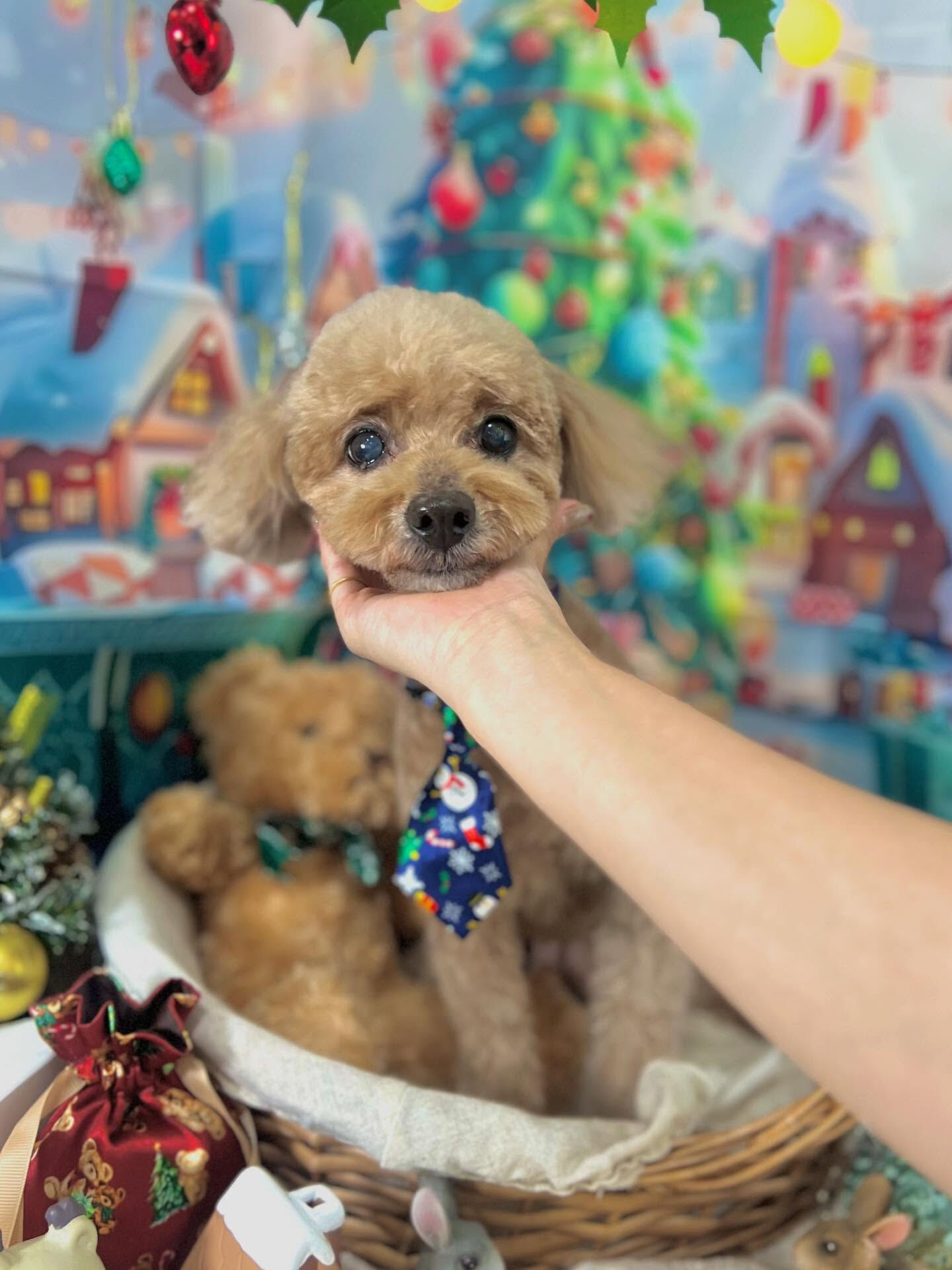 ご来店いただいたアランくんです🐶✨