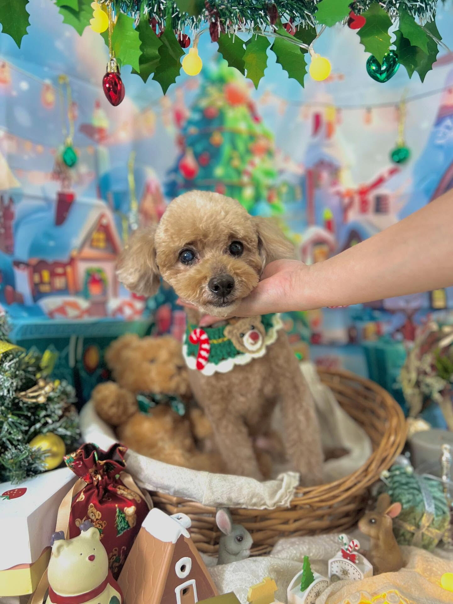 ご来店いただいたアランくんです🐶✨
