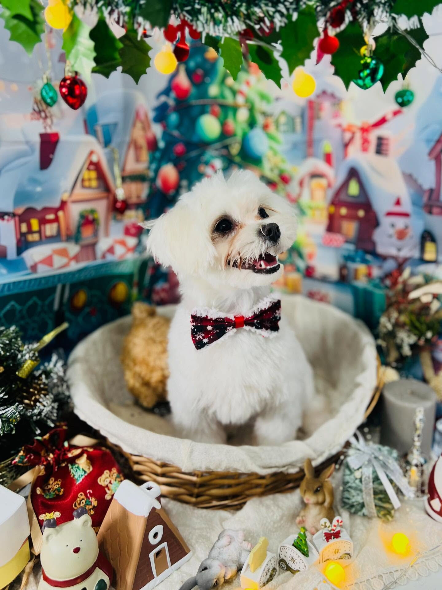ご来店いただいたラテくんです🐶✨