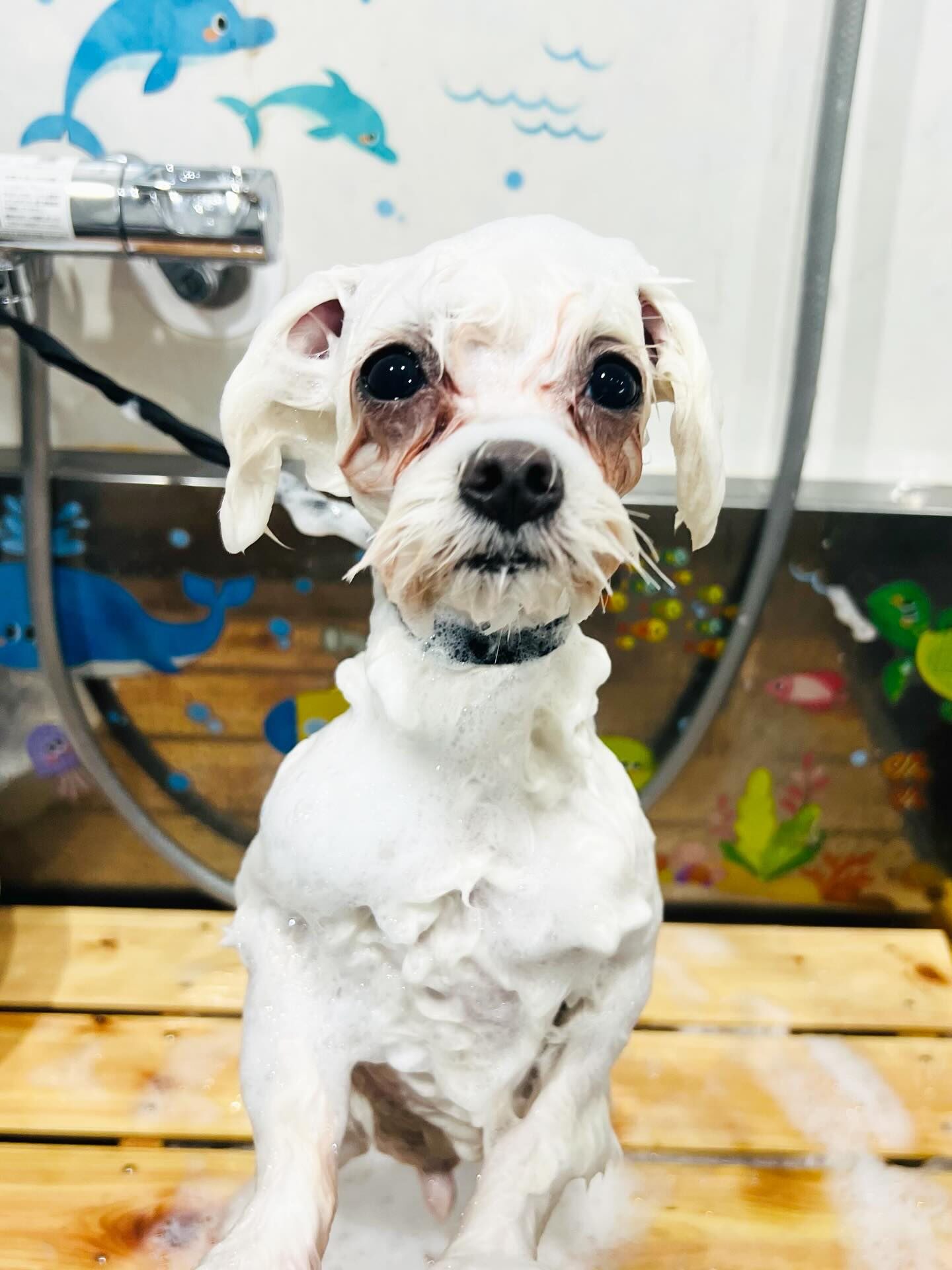 ご来店いただいたラテくんです🐶✨