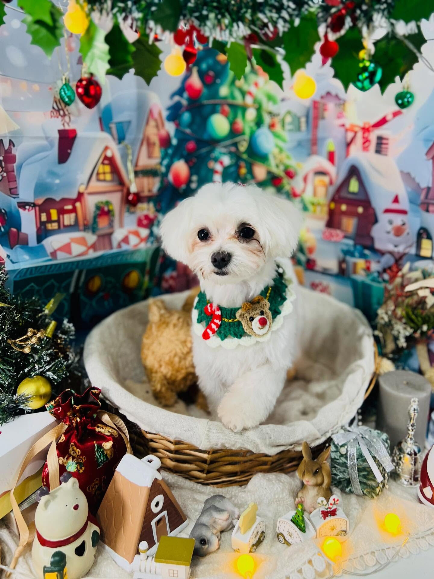 ご来店いただいたラテくんです🐶✨