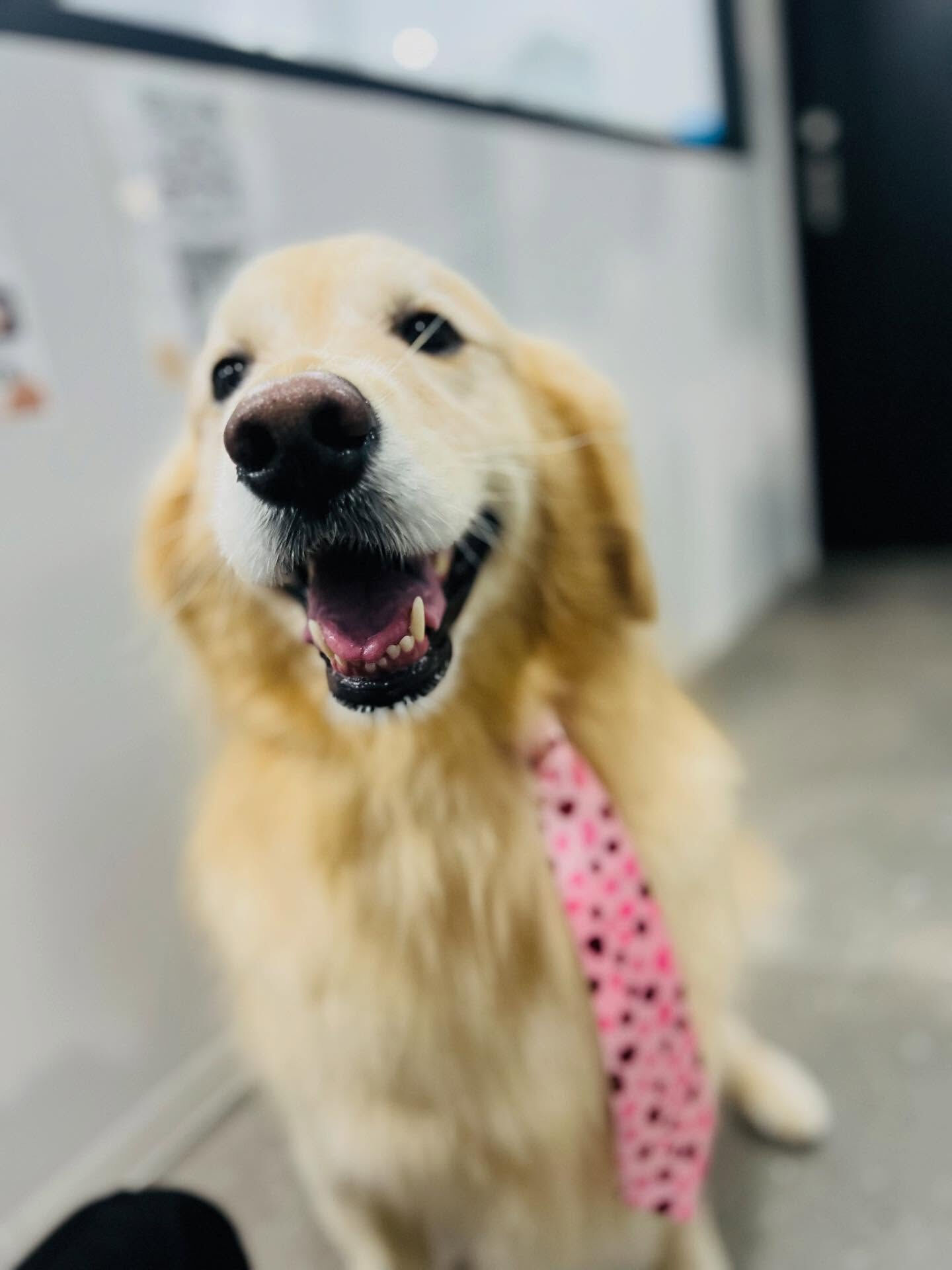 ご来店いただいたルナちゃんです🐶✨