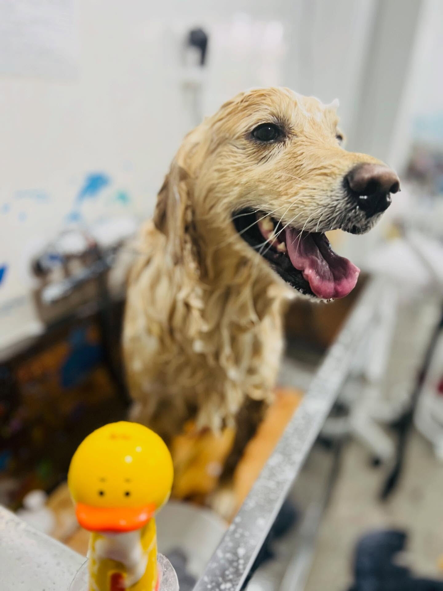ご来店いただいたルナちゃんです🐶✨
