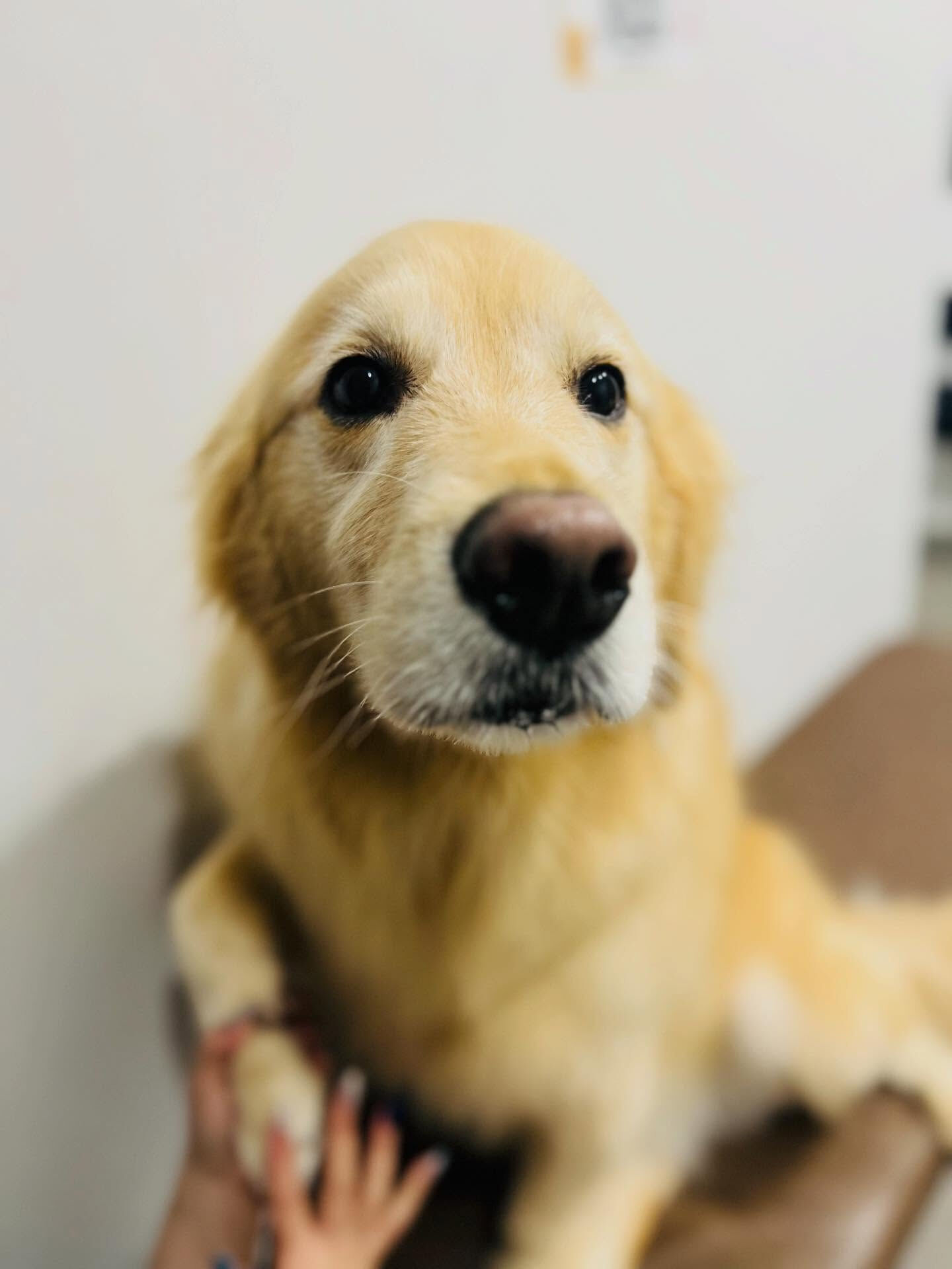 ご来店いただいたルナちゃんです🐶✨