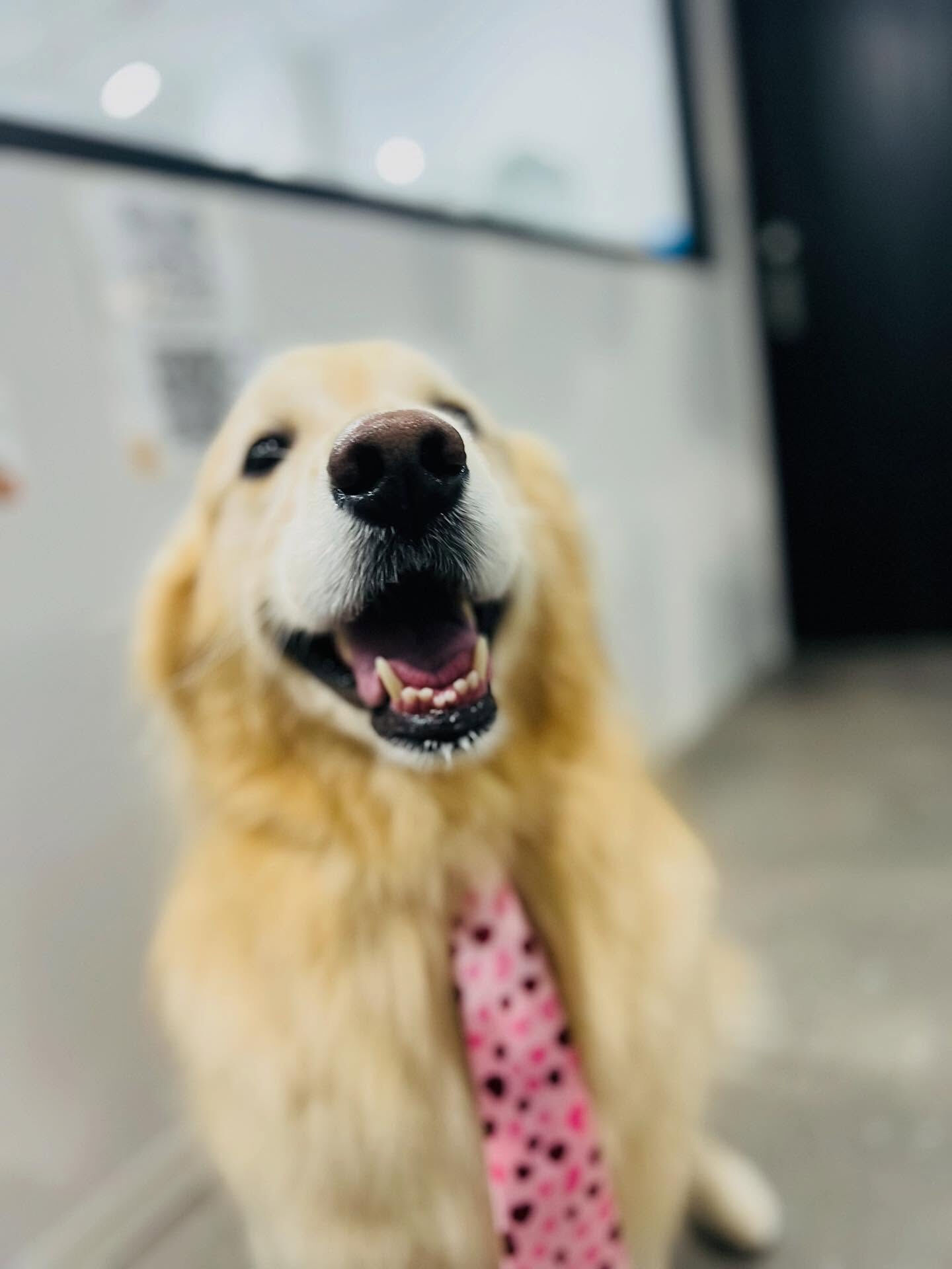 ご来店いただいたルナちゃんです🐶✨