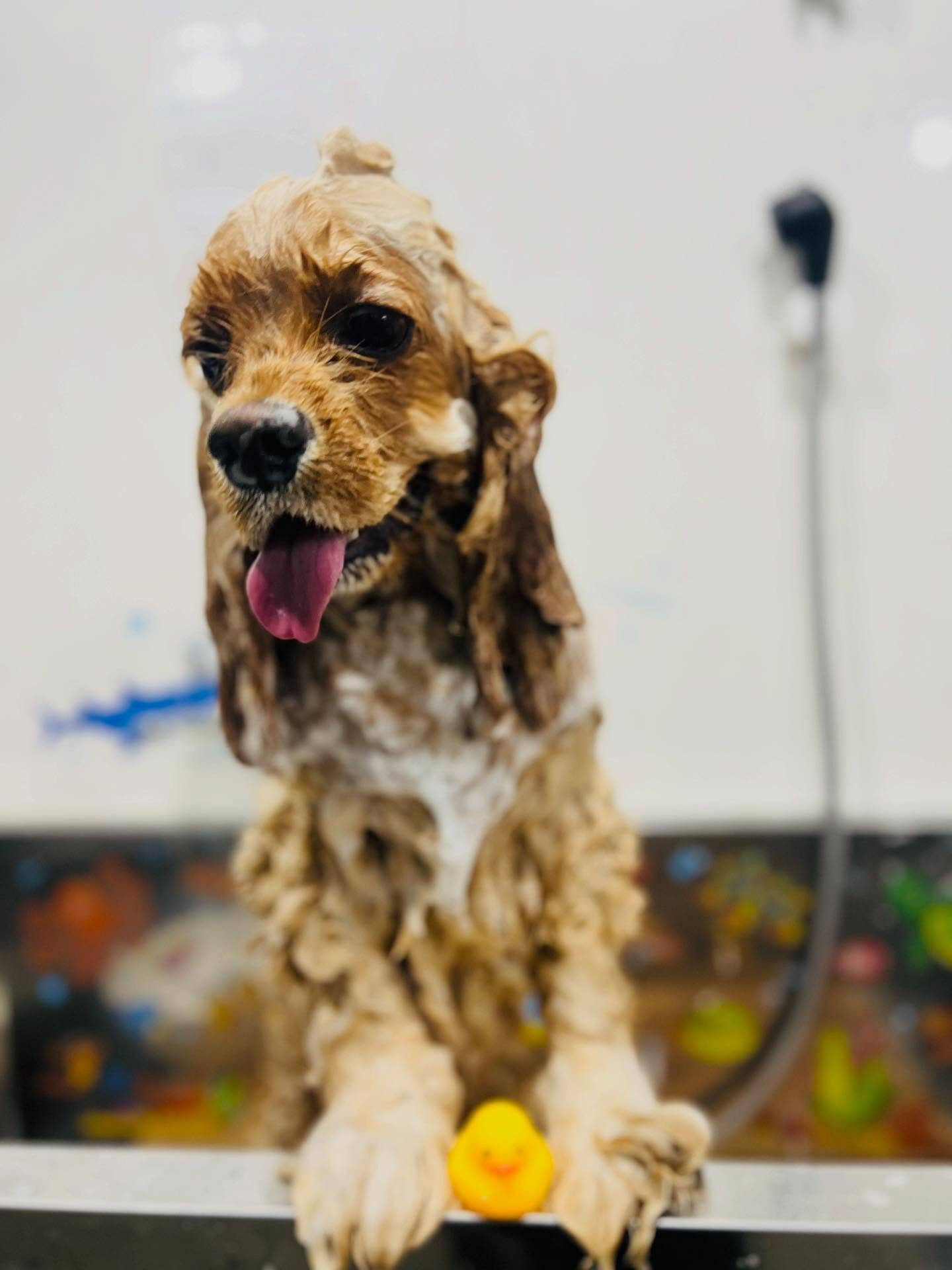 ご来店いただいたちるくんです🐶✨
