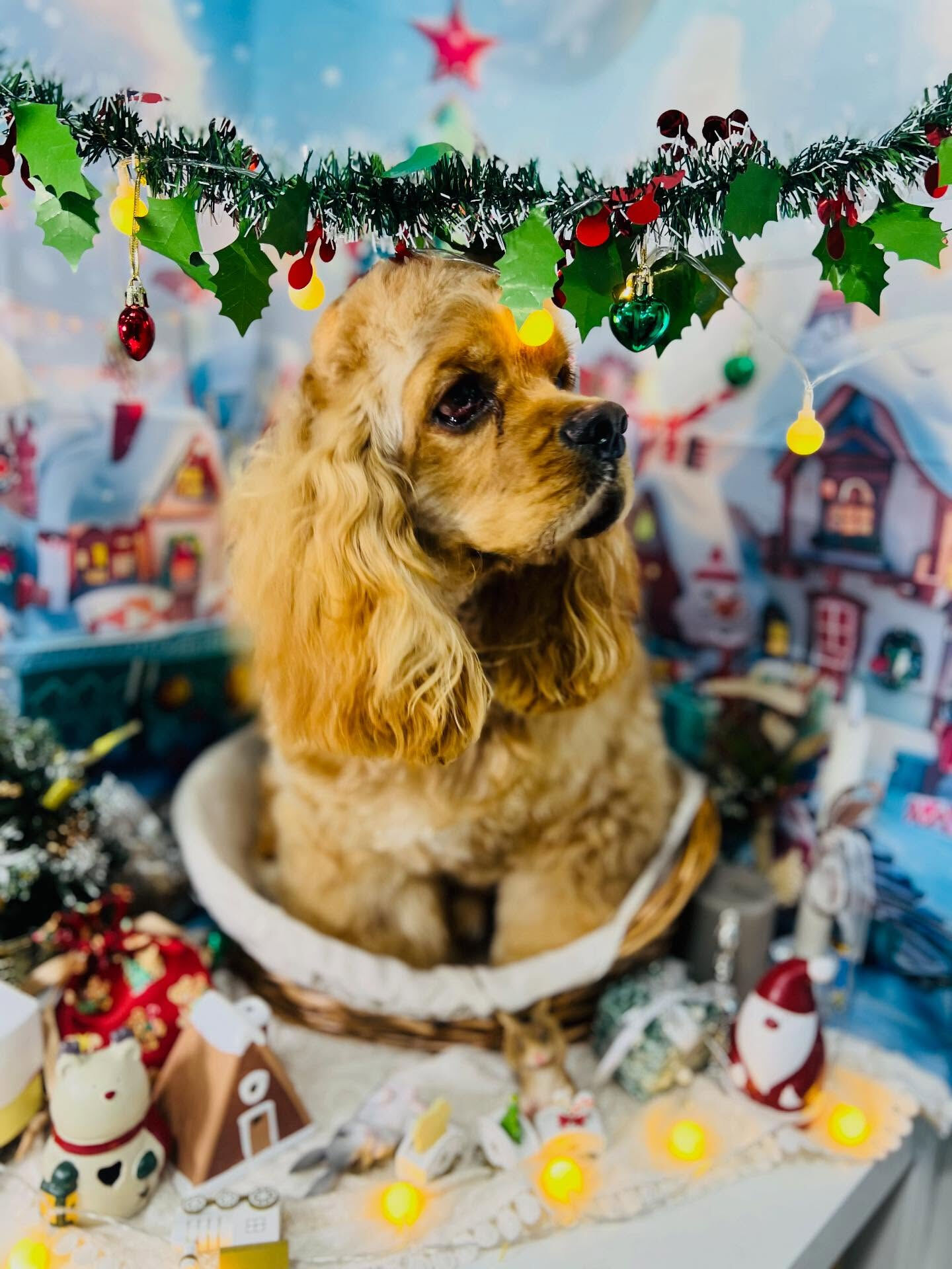 ご来店いただいたちるくんです🐶✨