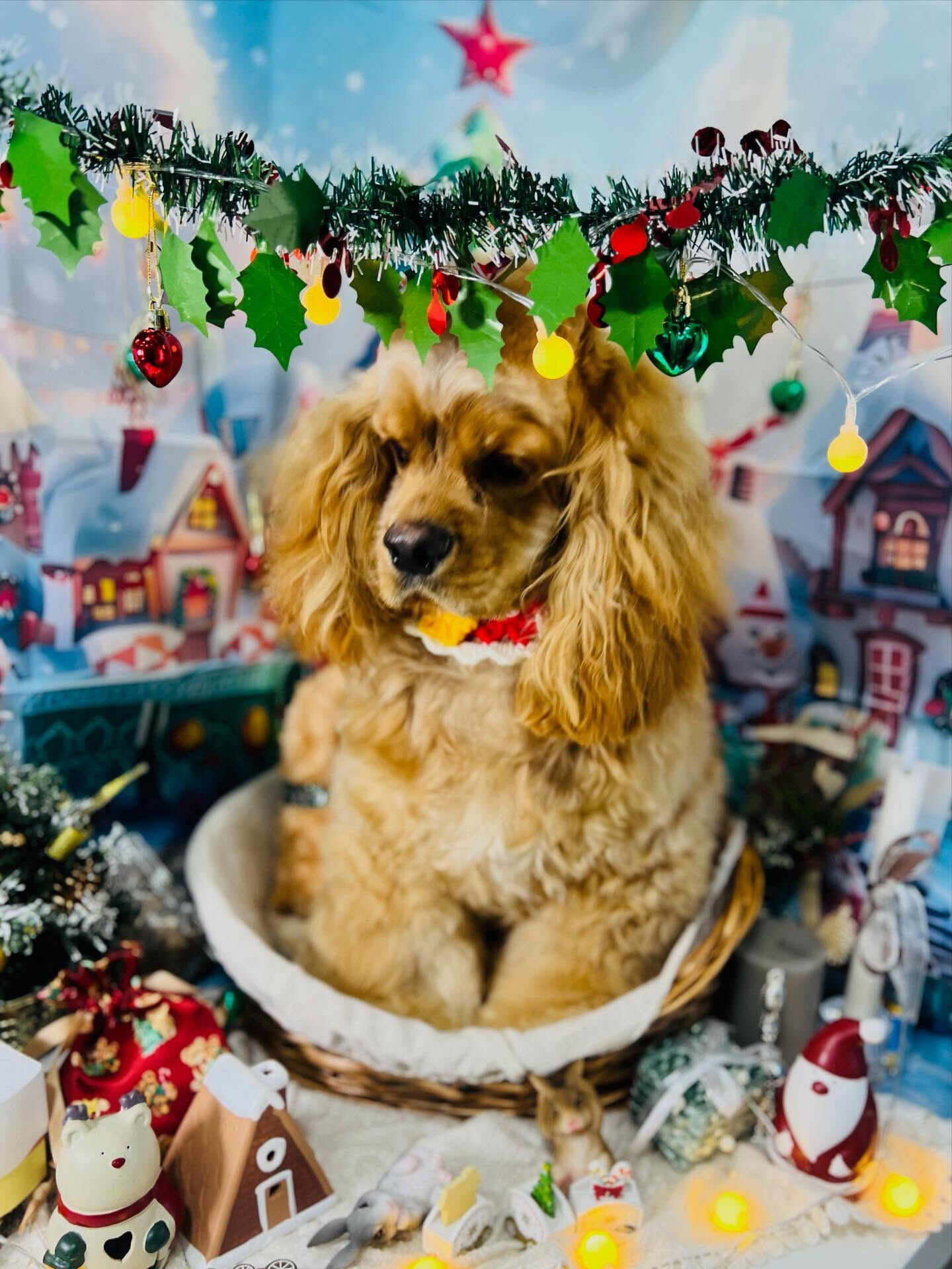 ご来店いただいたちるくんです🐶✨
