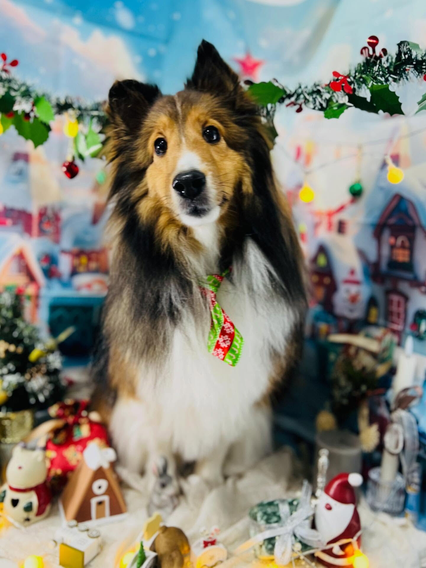 ご来店いただいた、あいちゃんです🐶✨
