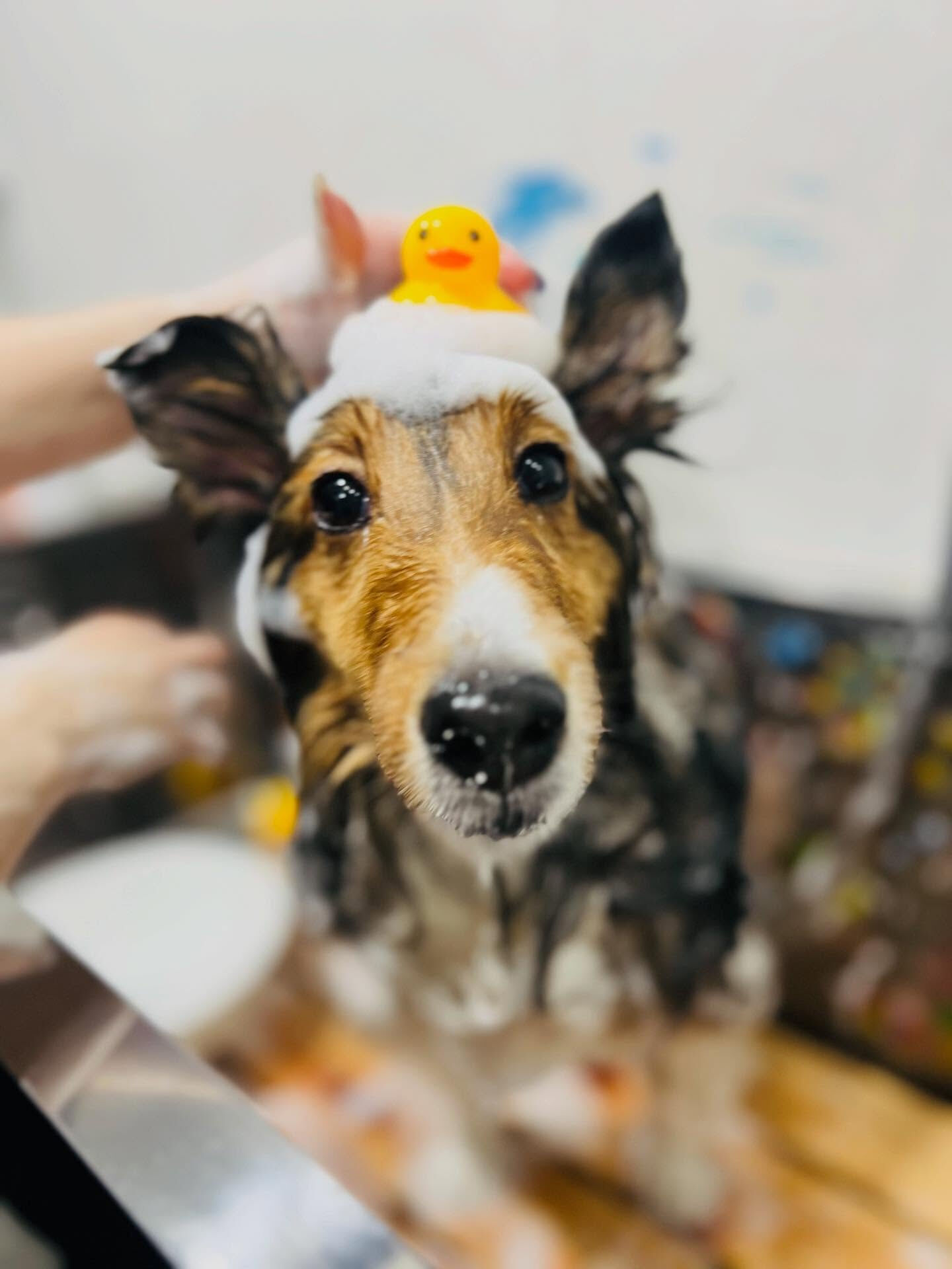 ご来店いただいた、あいちゃんです🐶✨