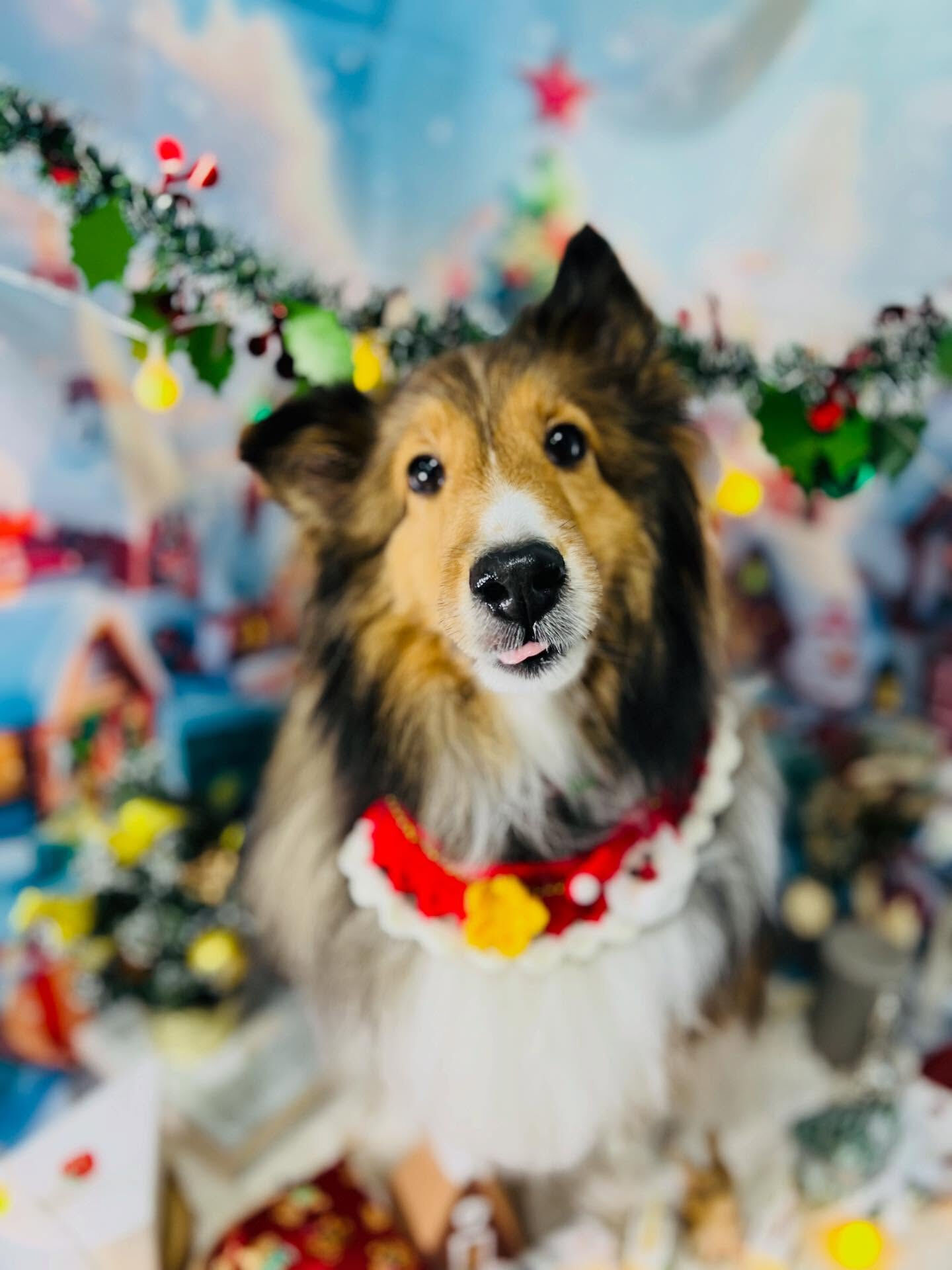 ご来店いただいた、あいちゃんです🐶✨