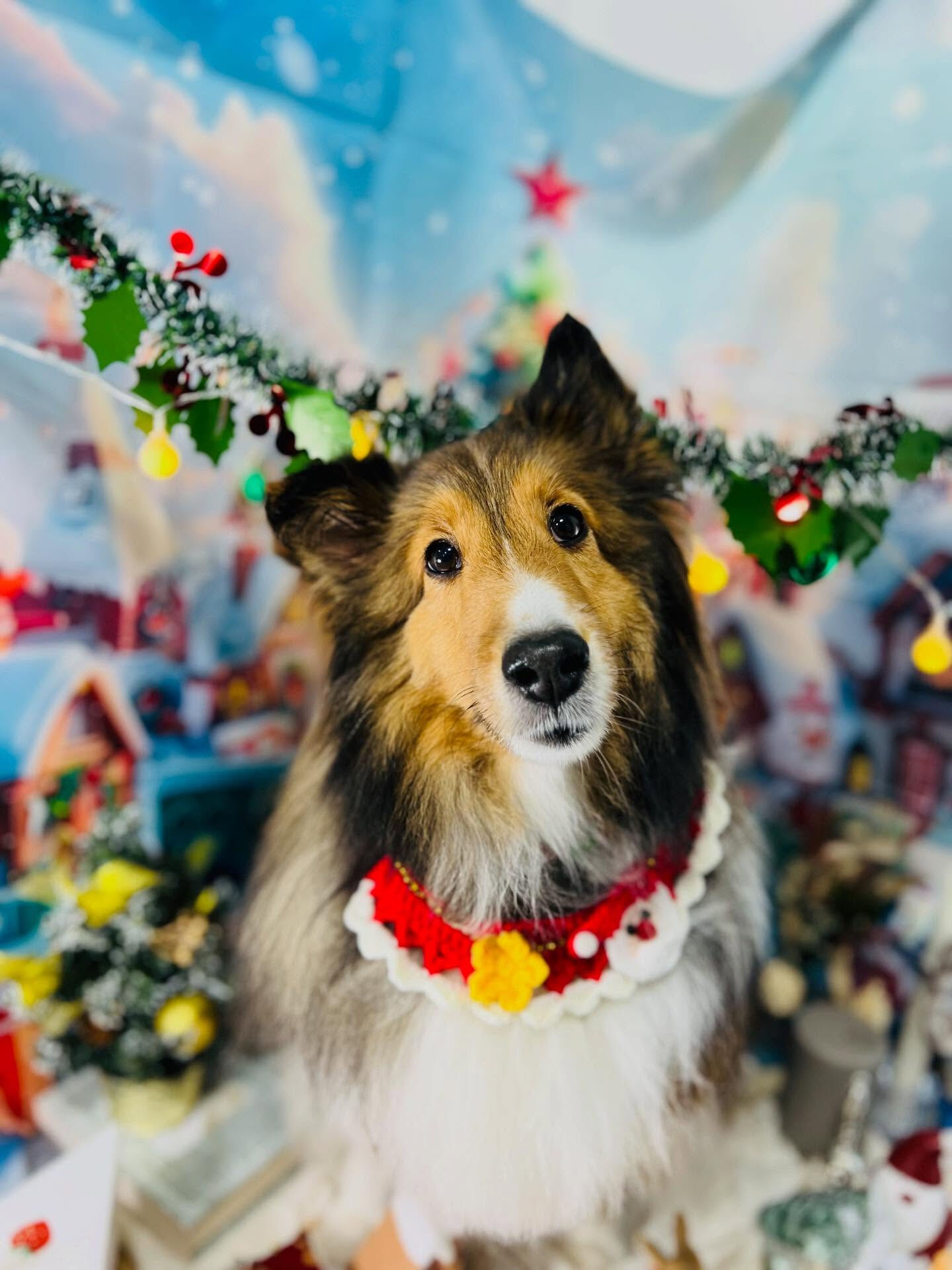 ご来店いただいた、あいちゃんです🐶✨