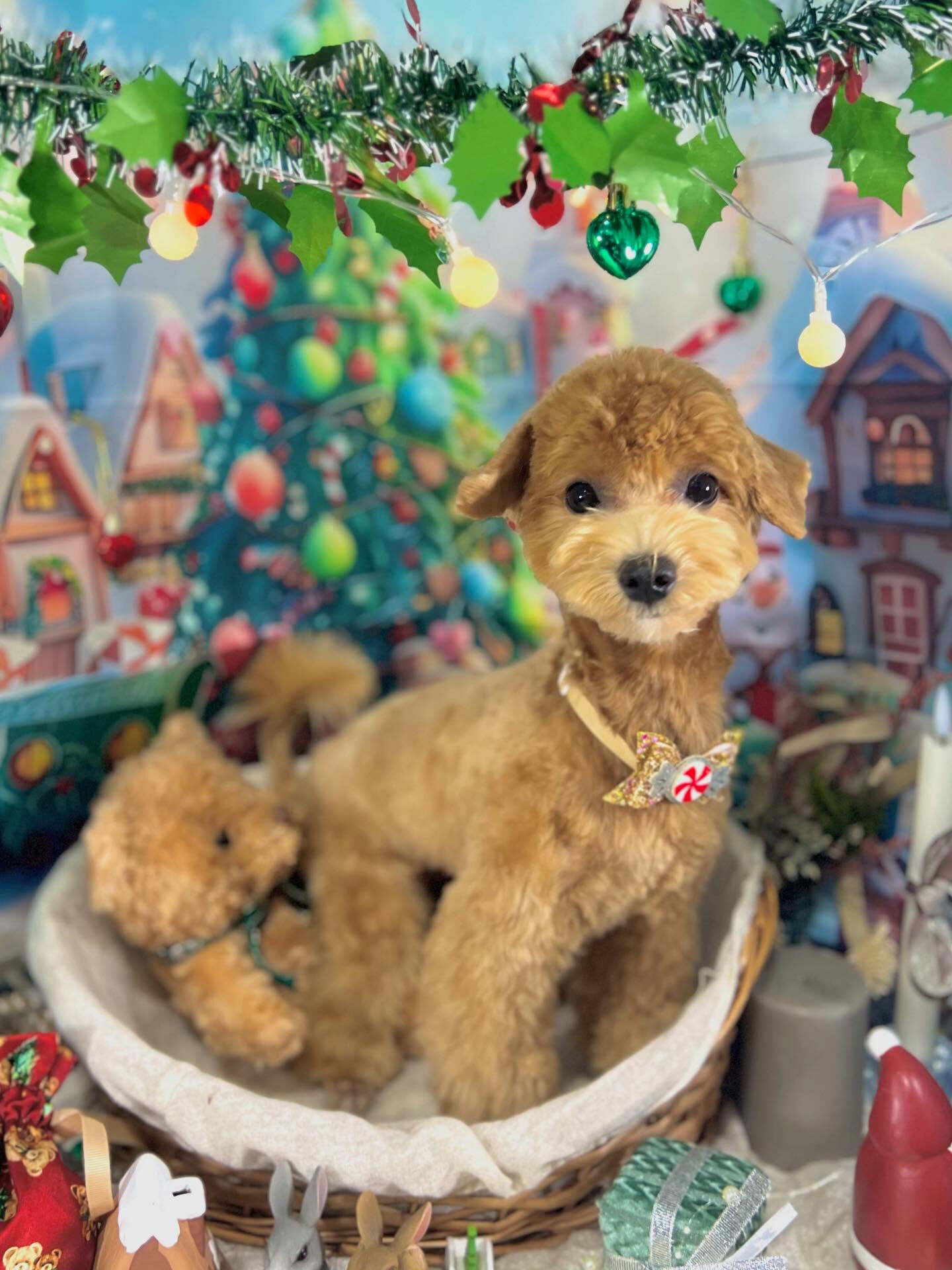 ご来店いただいたあくあちゃんです🐶✨