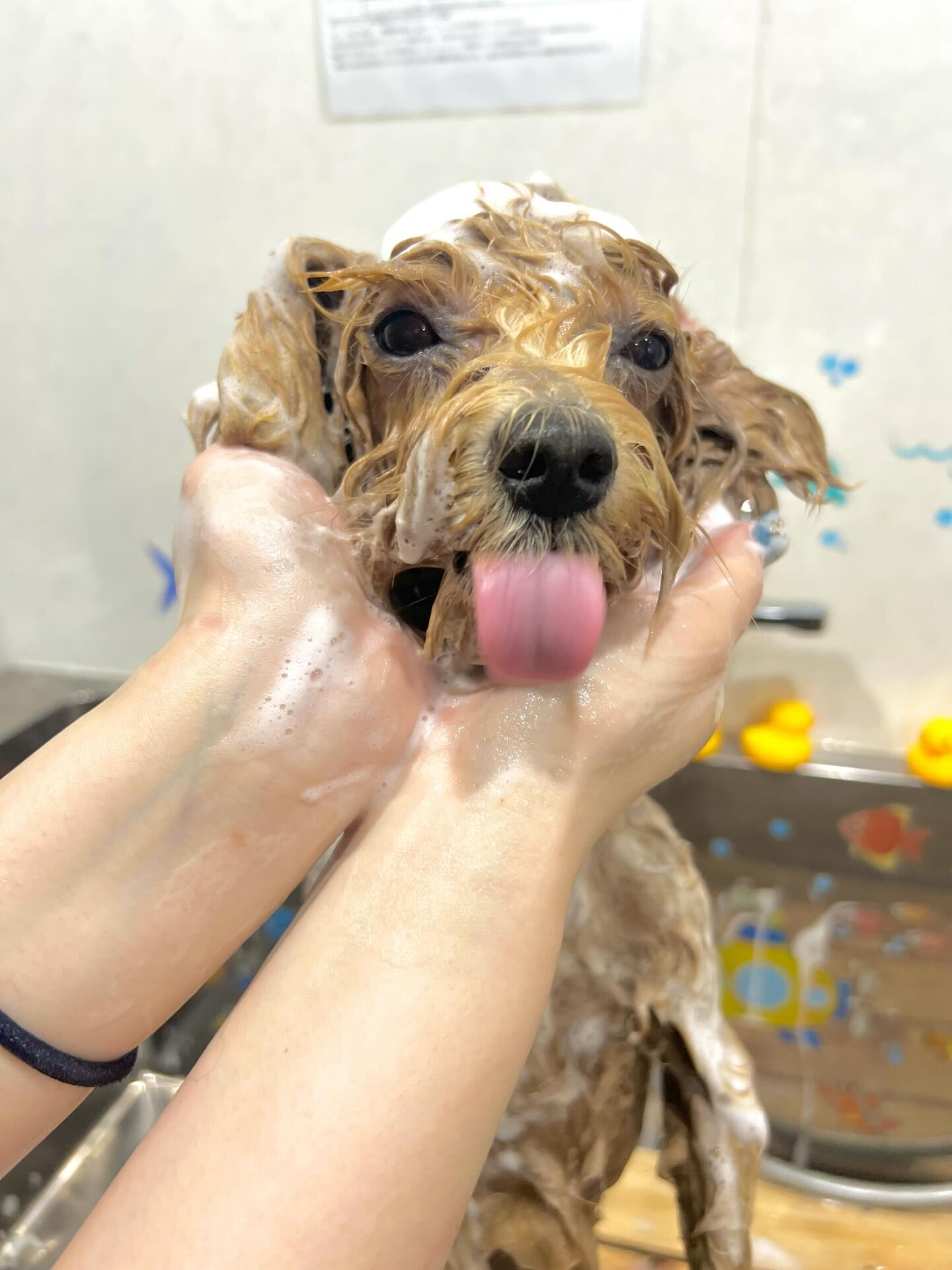ご来店いただいたあくあちゃんです🐶✨