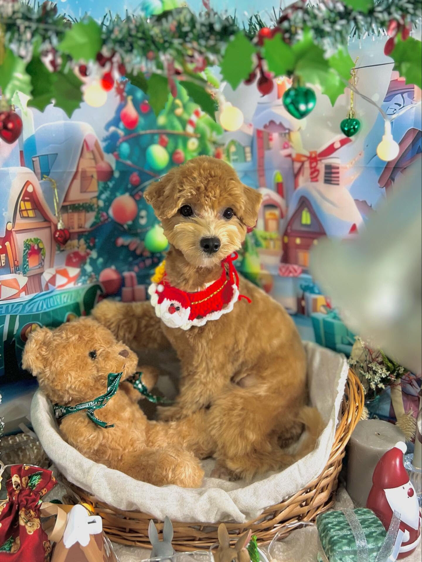 ご来店いただいたあくあちゃんです🐶✨