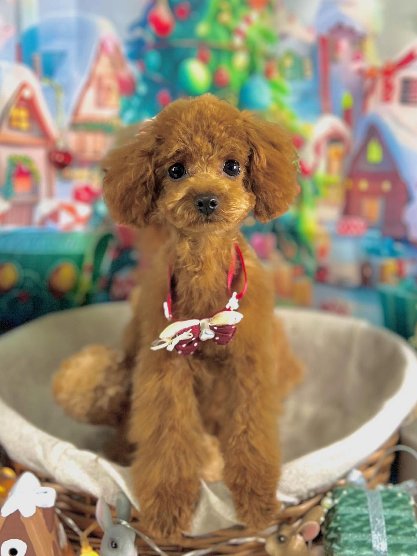 ご来店いただいた莉楽ちゃんです🐶✨