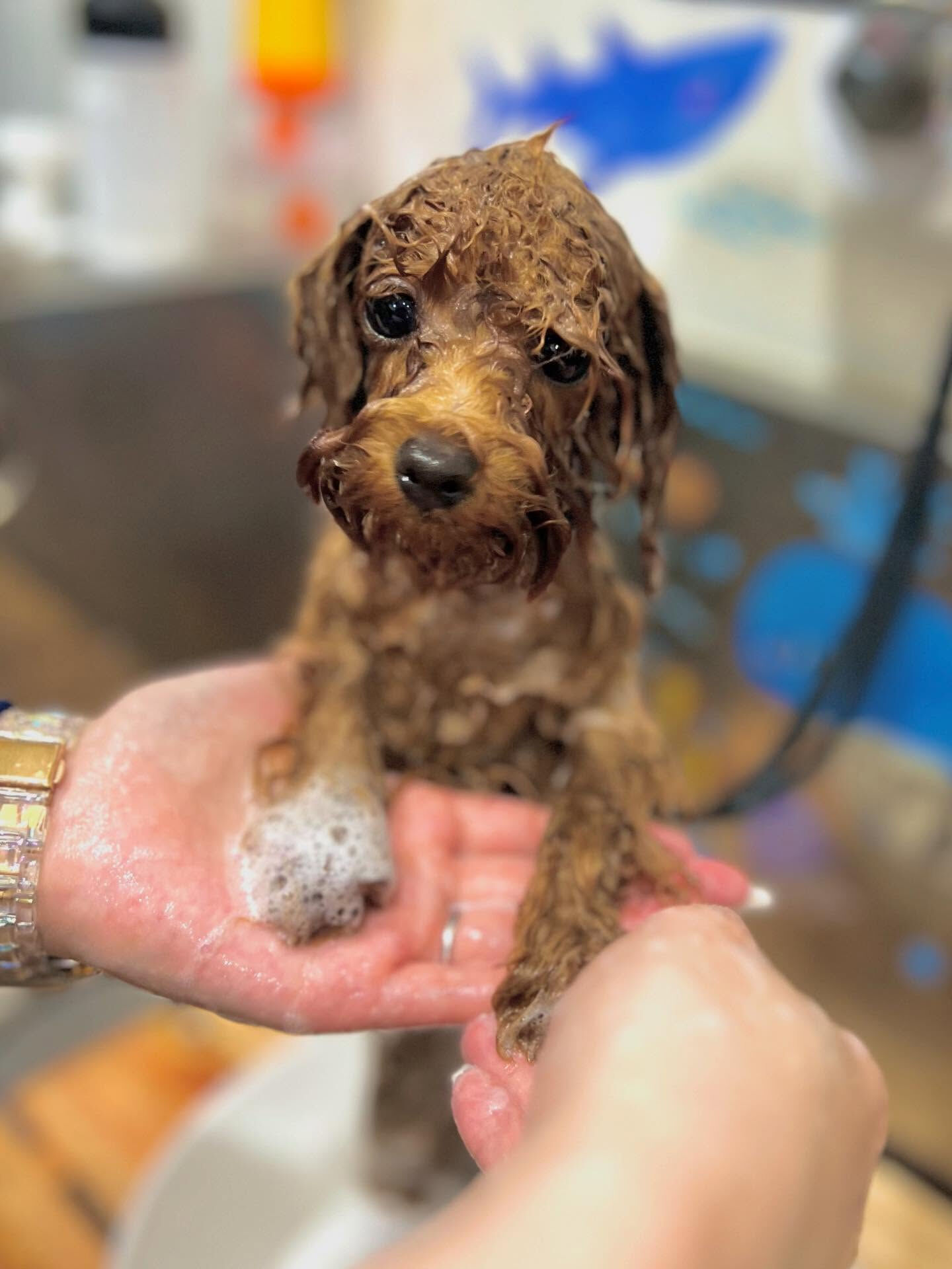 ご来店いただいた莉楽ちゃんです🐶✨