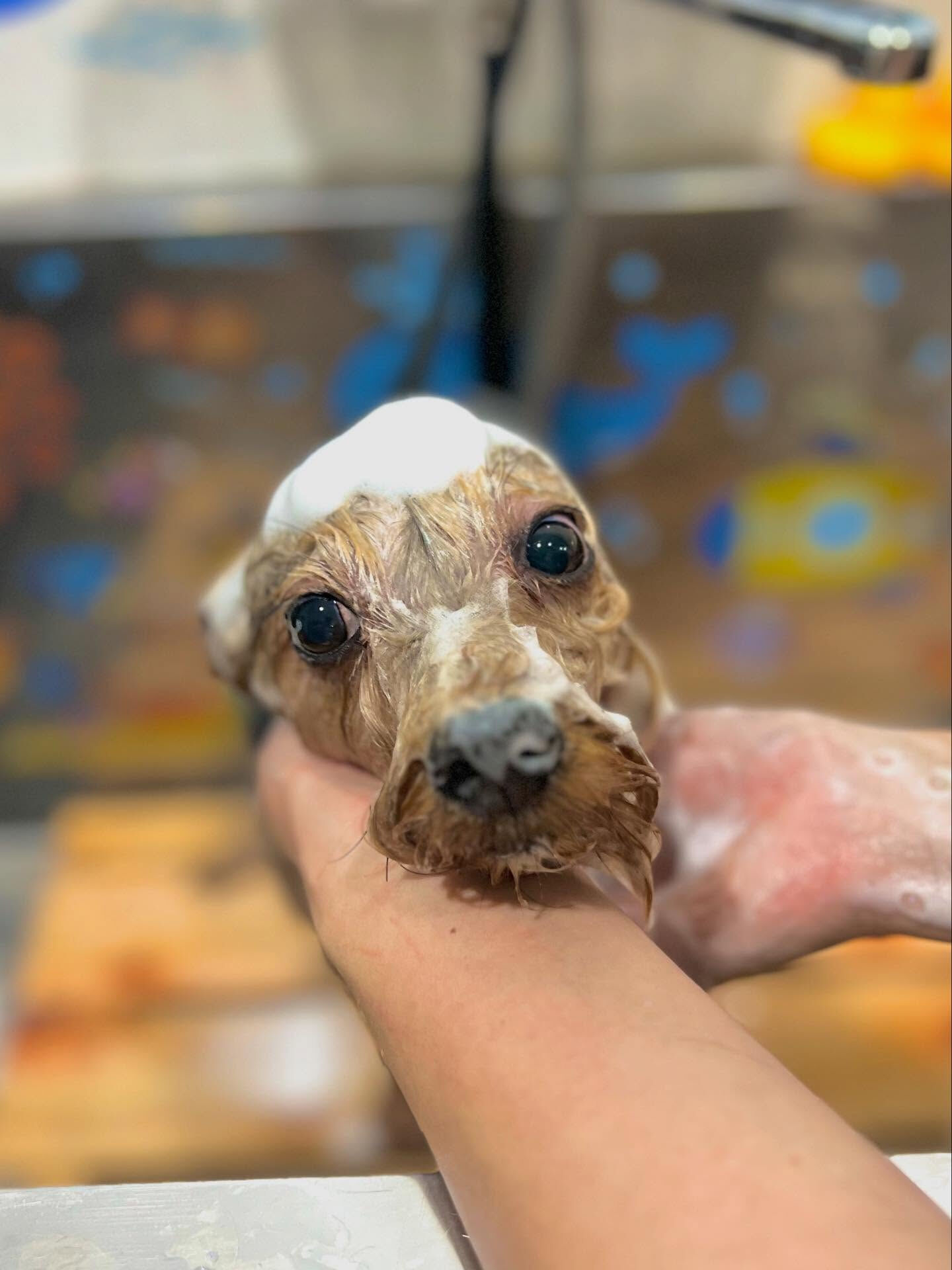 ご来店いただいたショコラくんです🐶✨