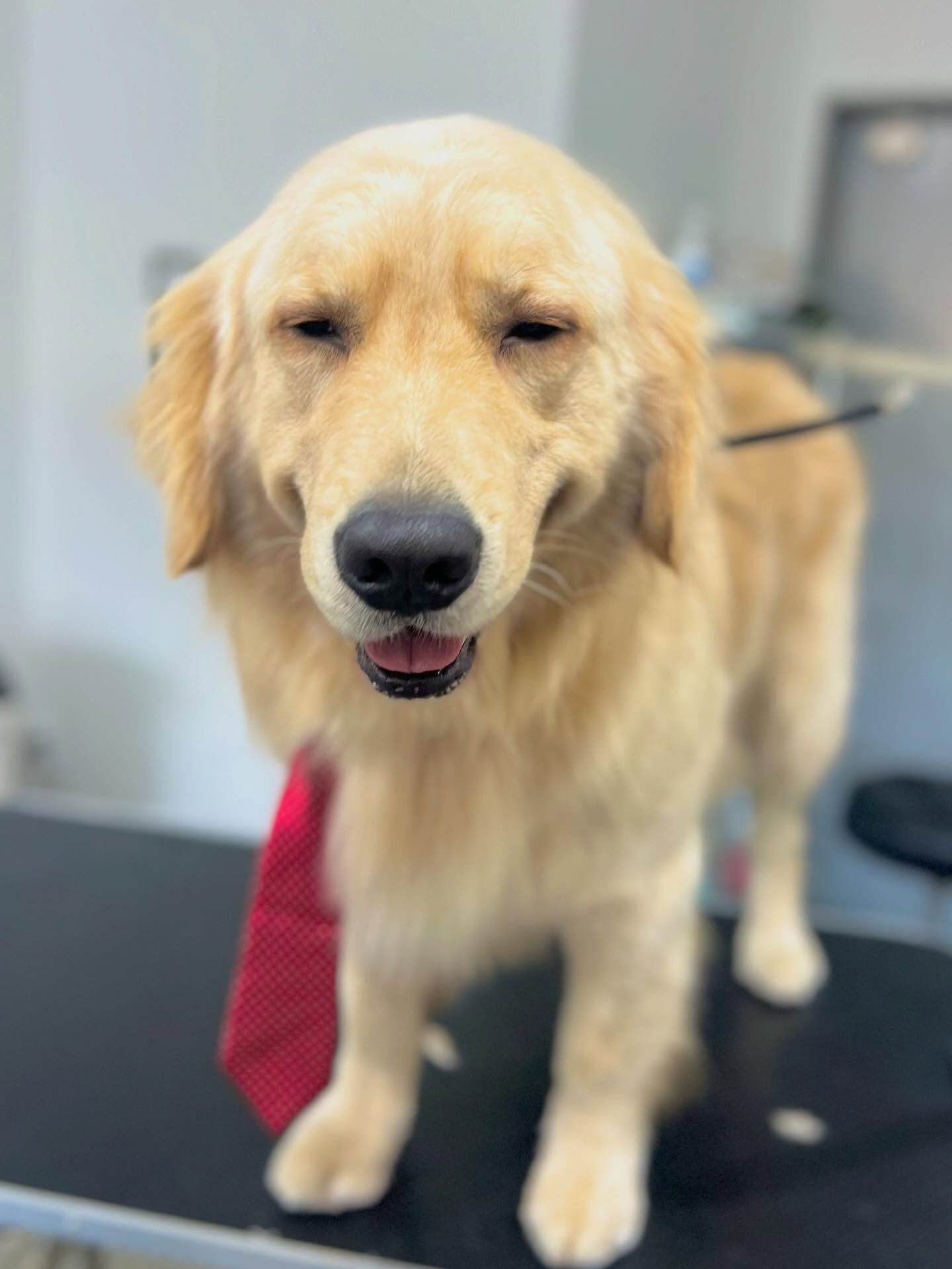 ご来店いただいたQ太くんです🐶✨