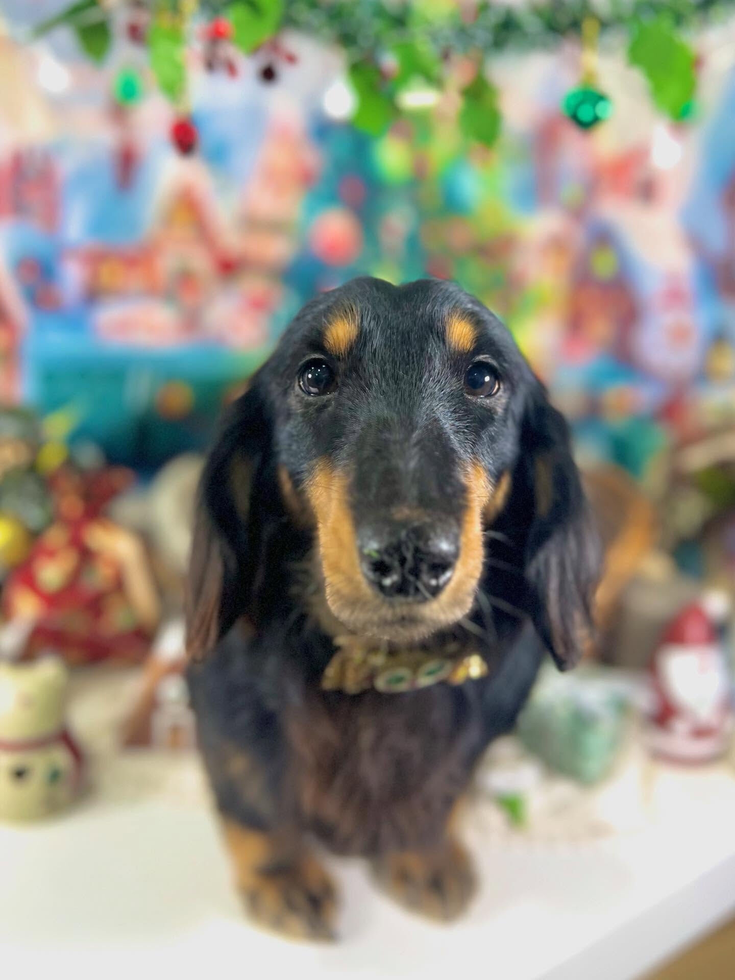 ご来店いただいたルイくんです🐶✨