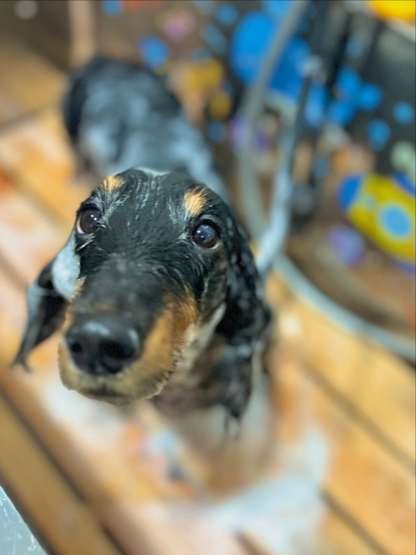 ご来店いただいたルイくんです🐶✨