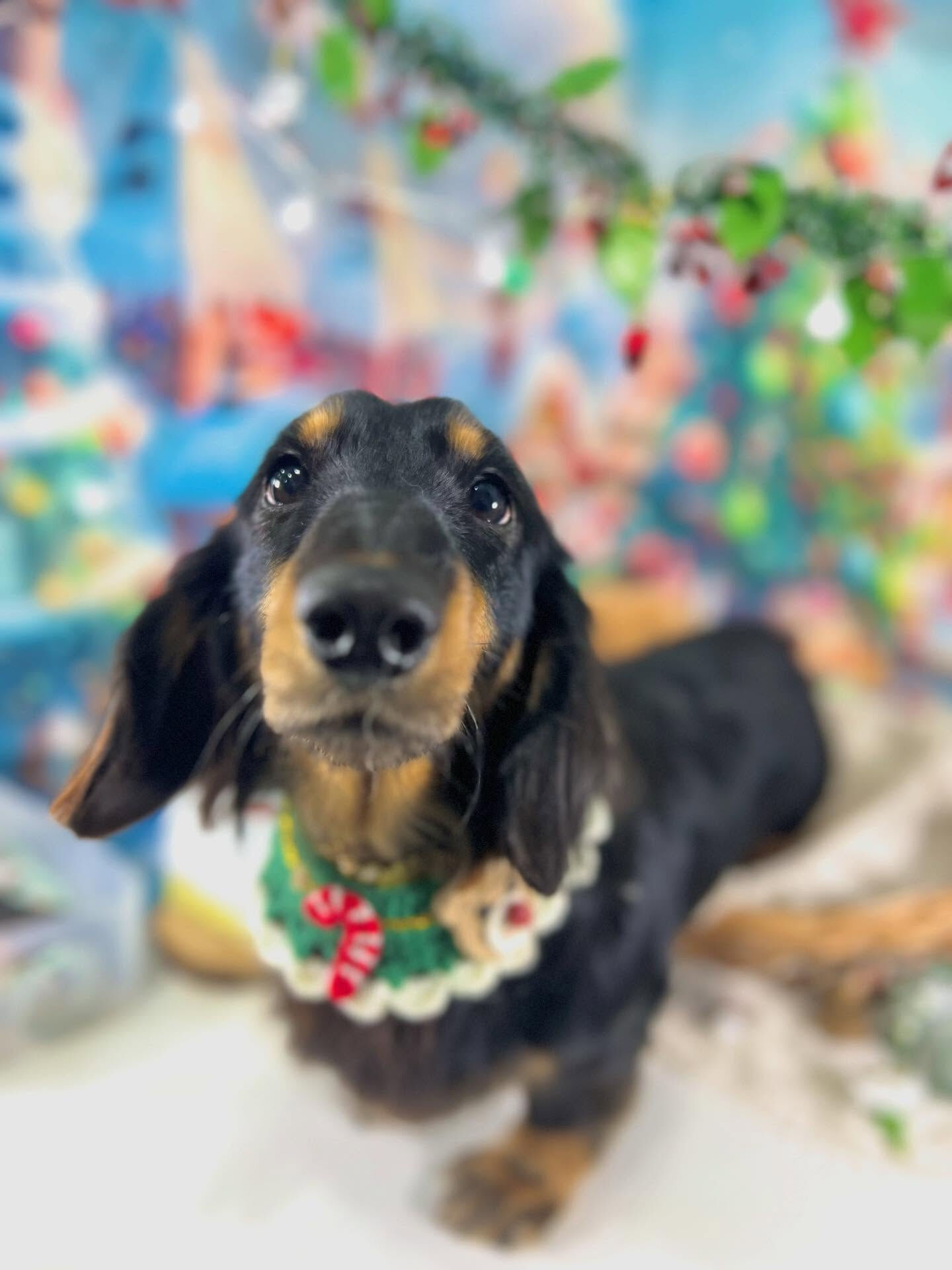 ご来店いただいたルイくんです🐶✨