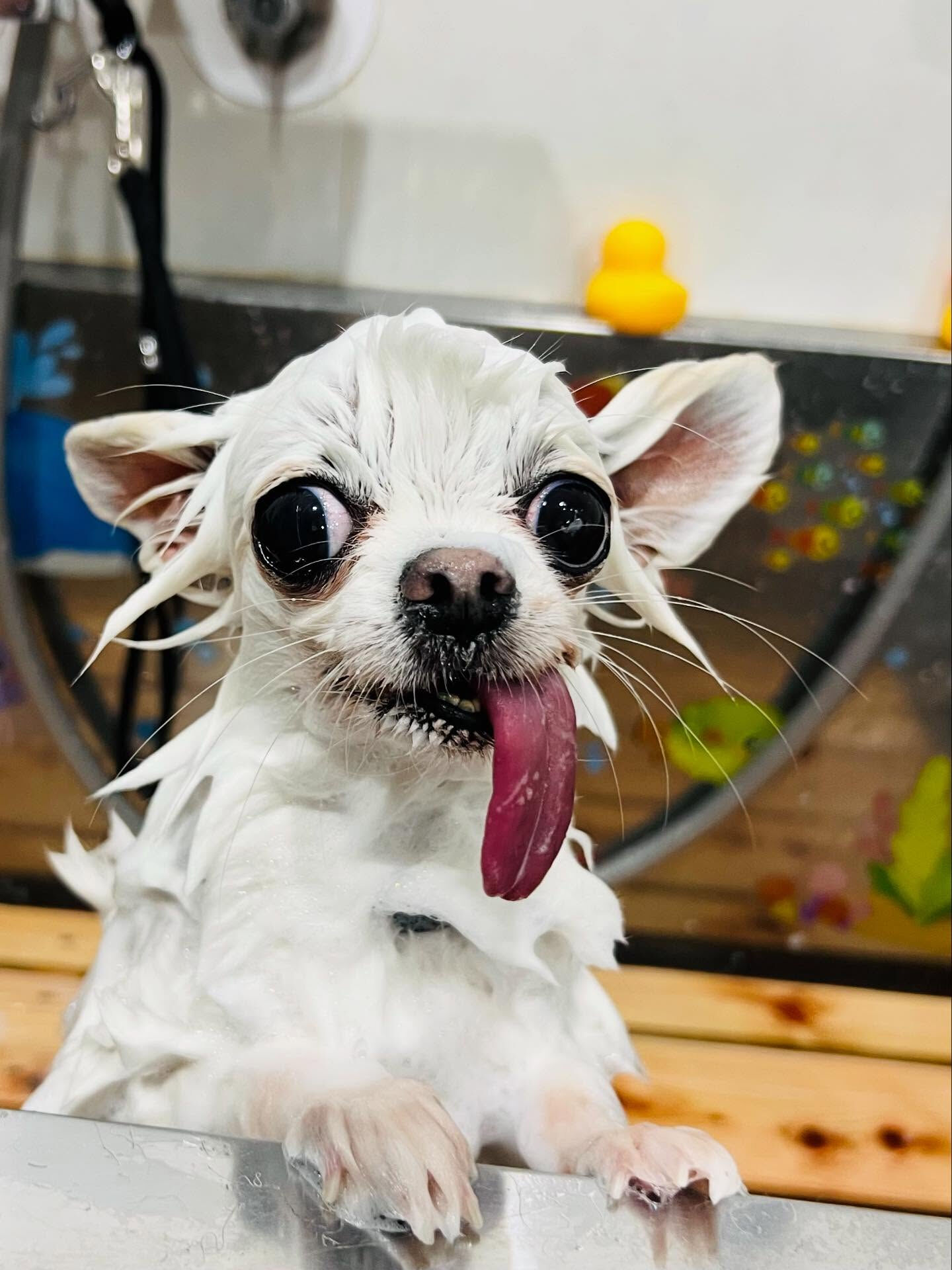 ご来店いただいたういちゃんです🐶✨