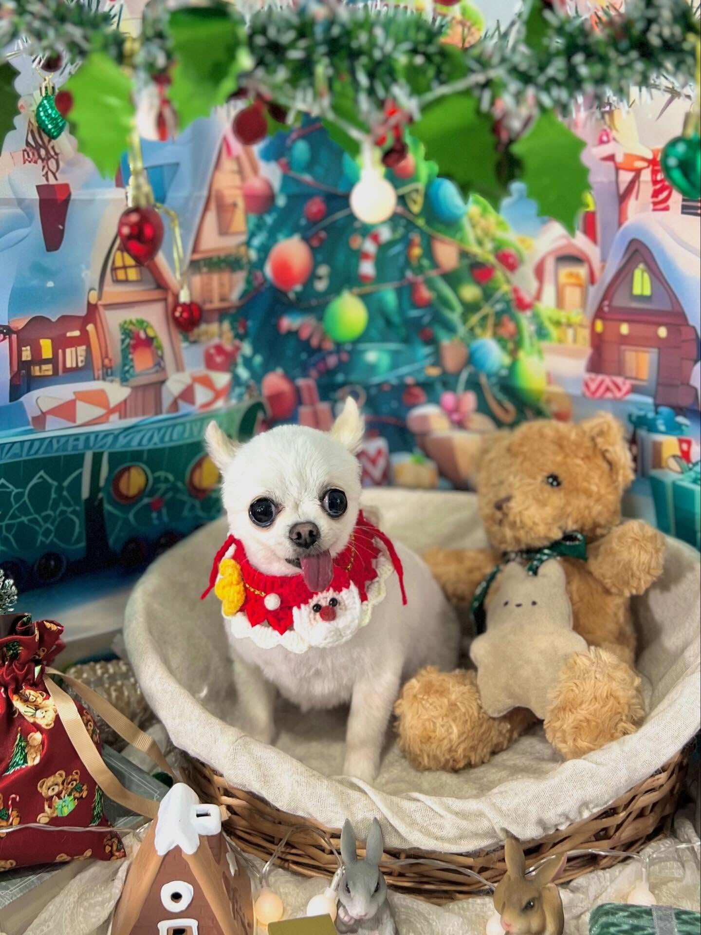 ご来店いただいたういちゃんです🐶✨