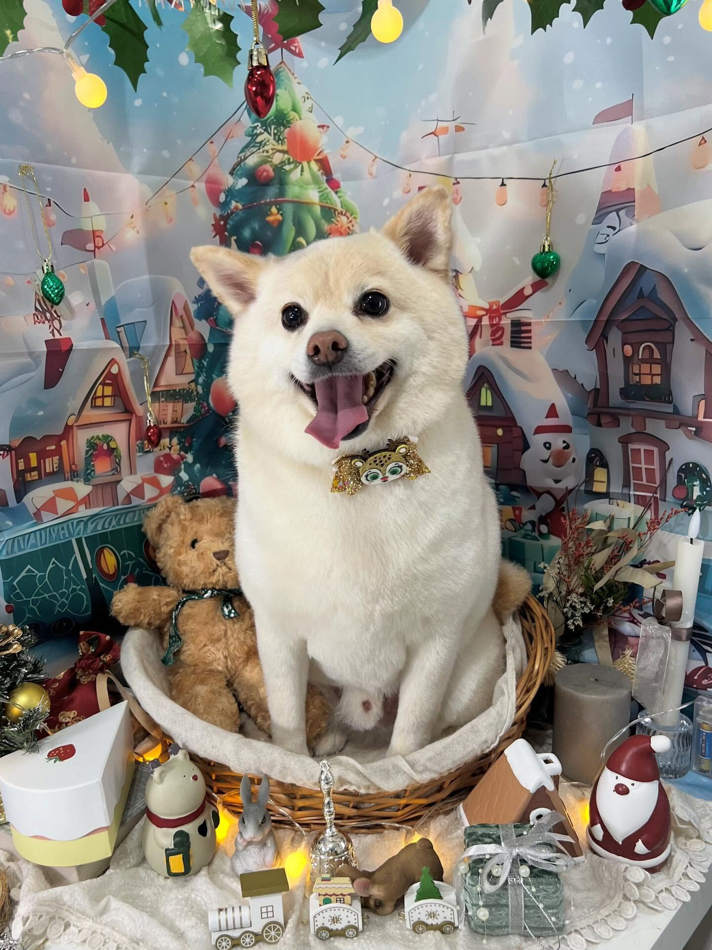 ご来店いただいたコハクくんです🐶✨
