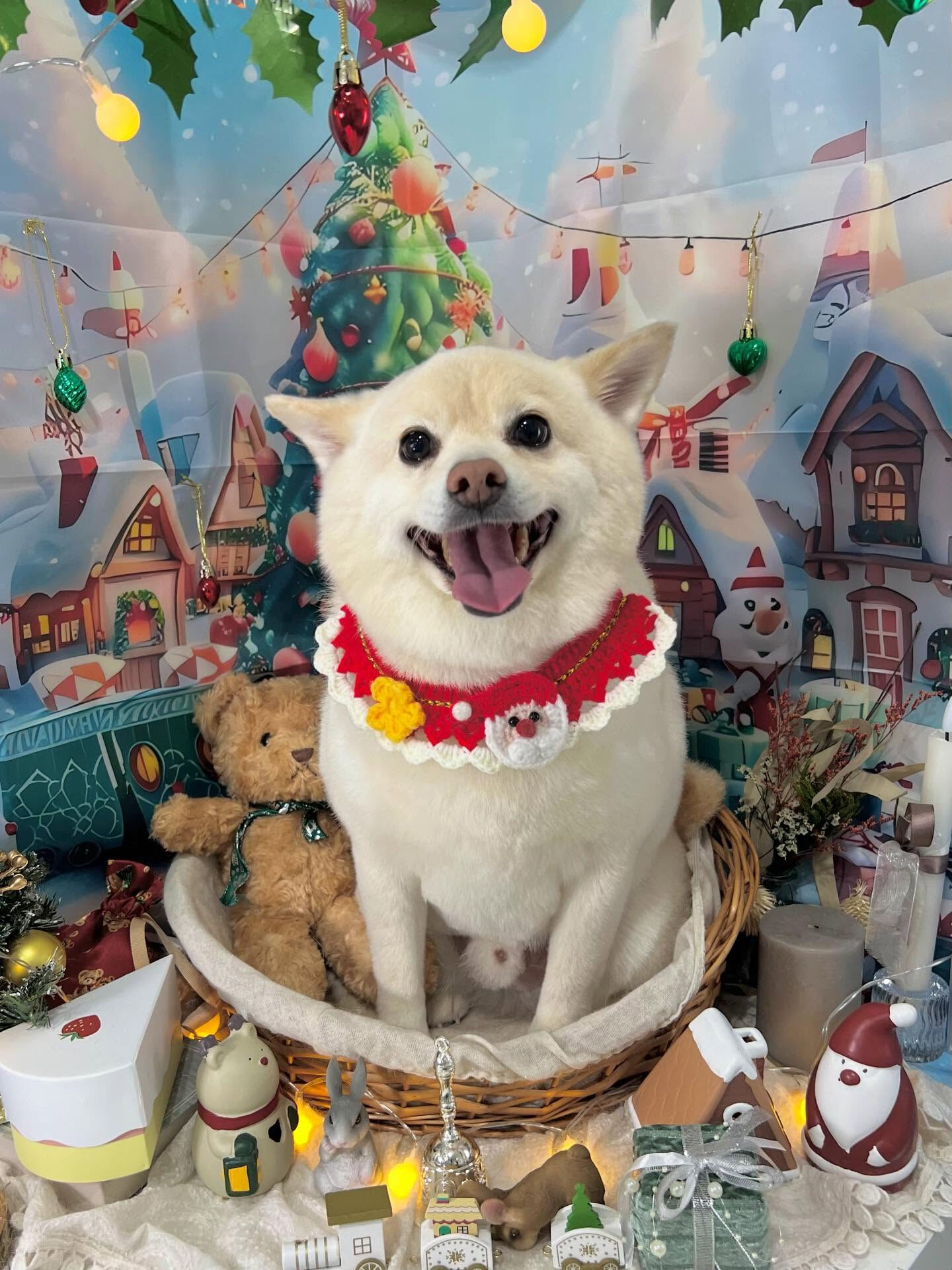 ご来店いただいたコハクくんです🐶✨