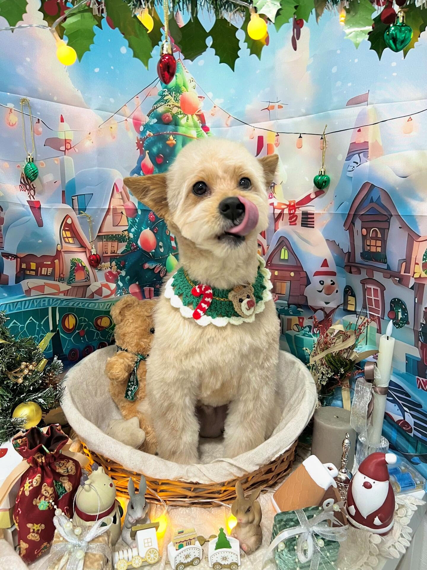 ご来店いただいたあきくんです🐶✨