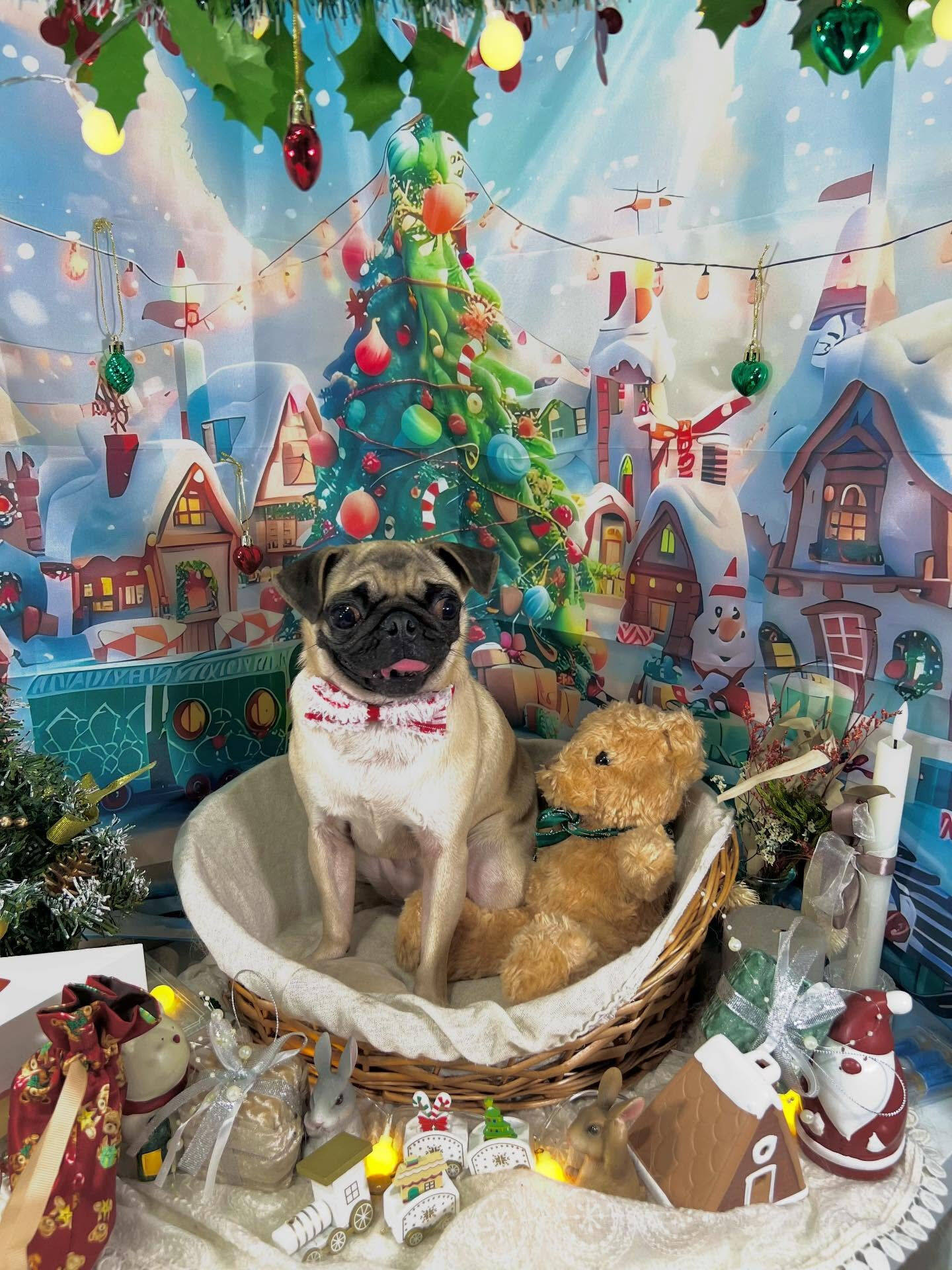 ご来店いただいたもずくちゃんです🐶✨