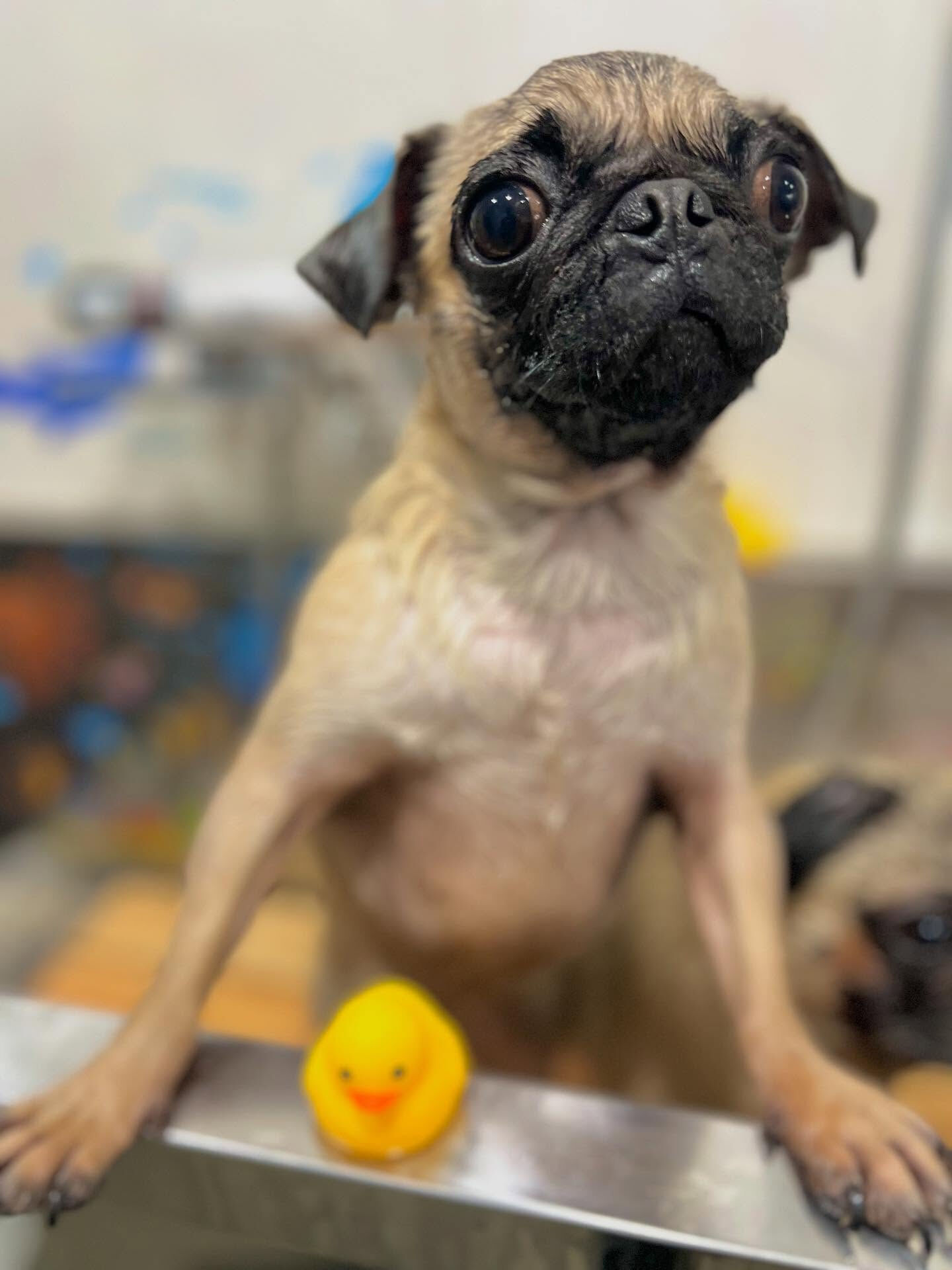 ご来店いただいたもずくちゃんです🐶✨