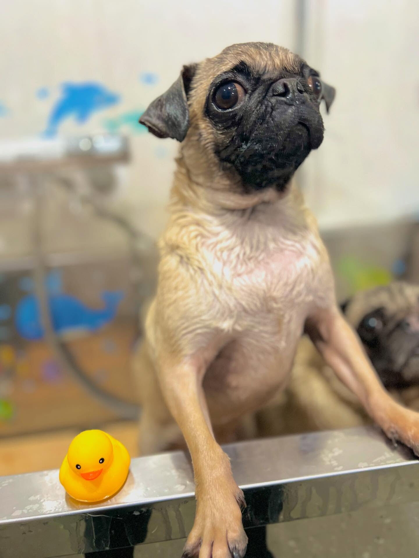 ご来店いただいたパグトくんです🐶✨