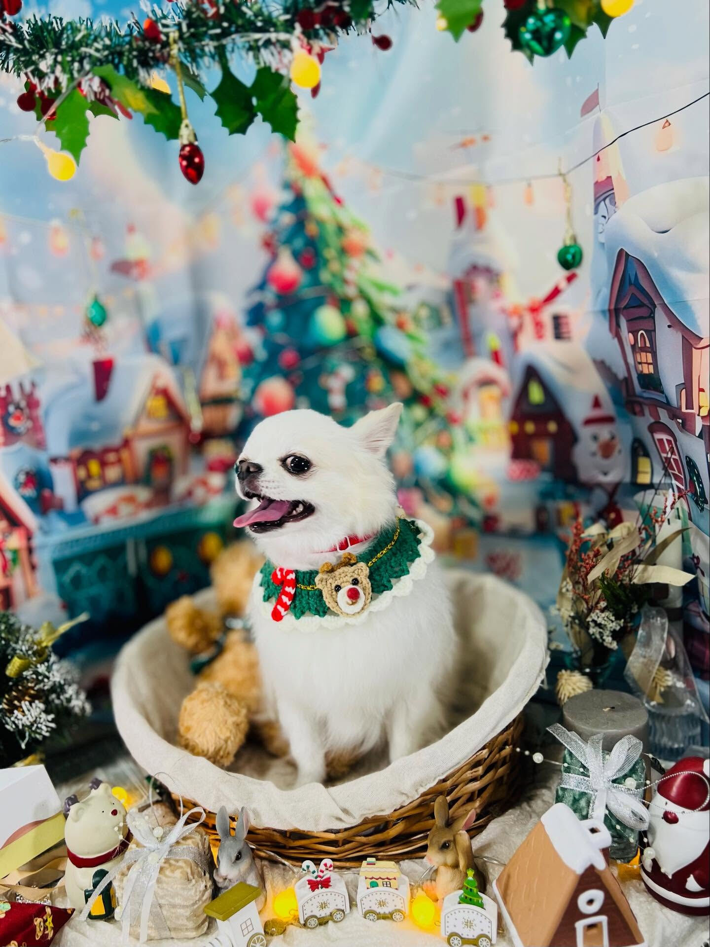 ご来店いただいたラテくんです🐶✨