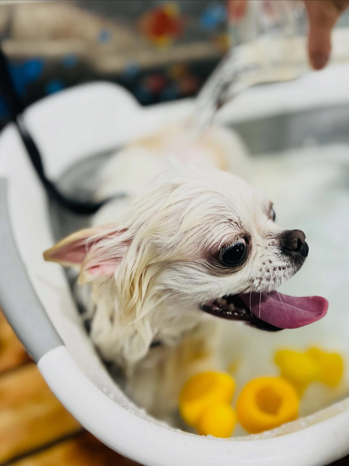 ご来店いただいたラテくんです🐶✨