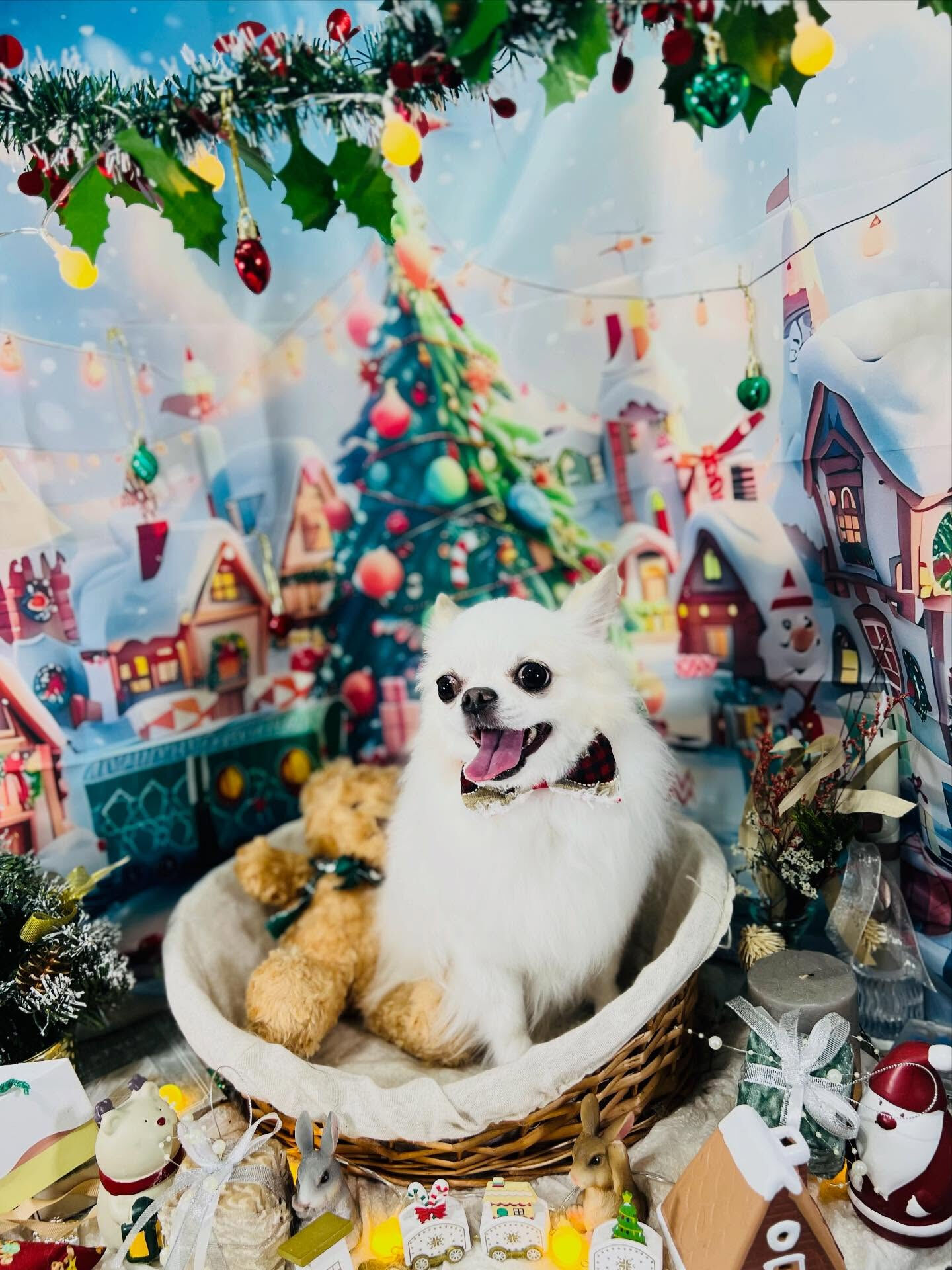 ご来店いただいたラテくんです🐶✨