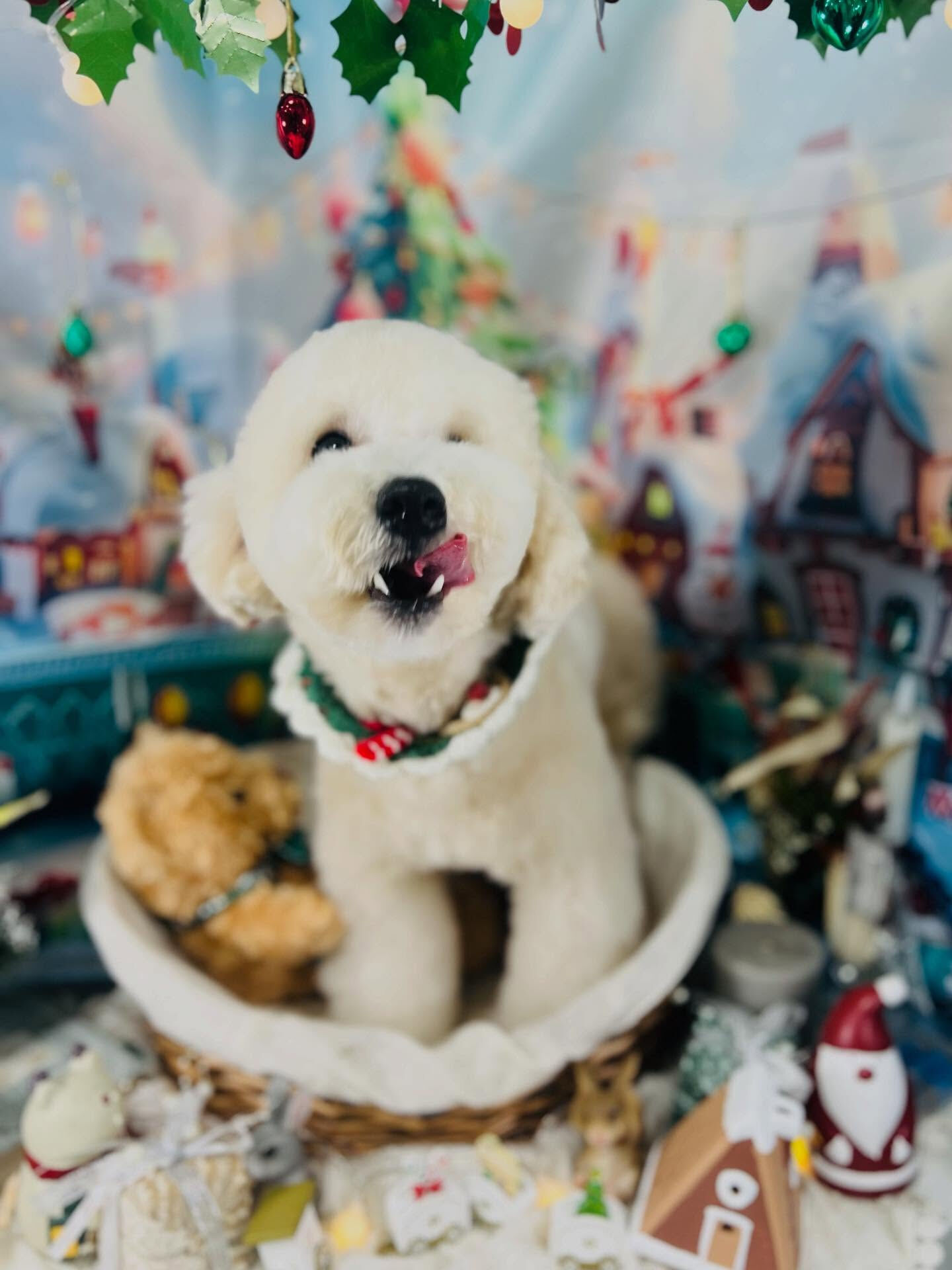 ご来店いただいたププくんです🐶✨