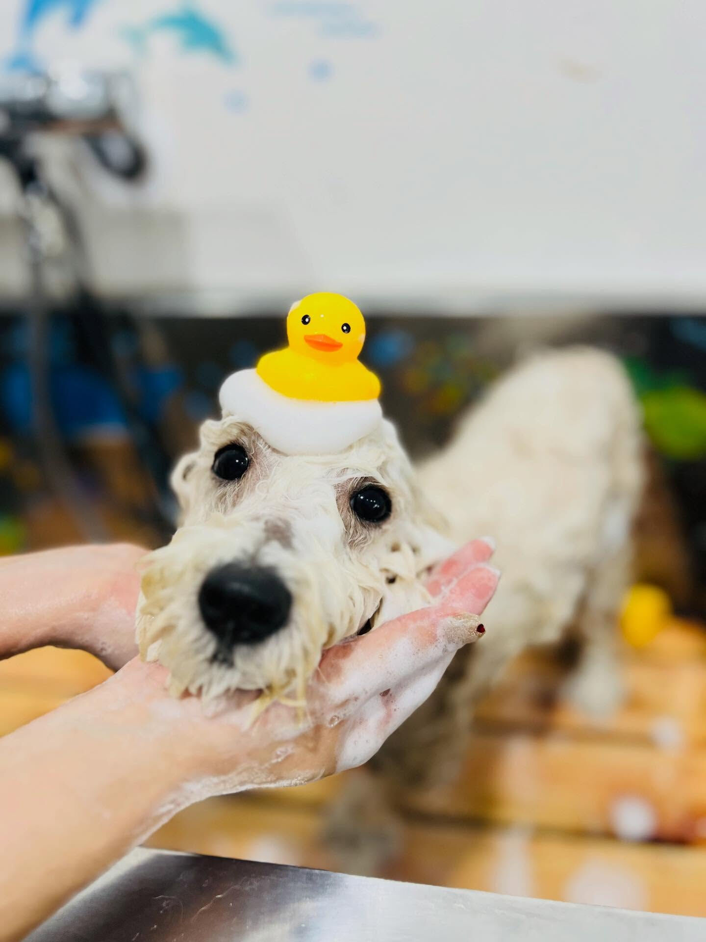 ご来店いただいたププくんです🐶✨
