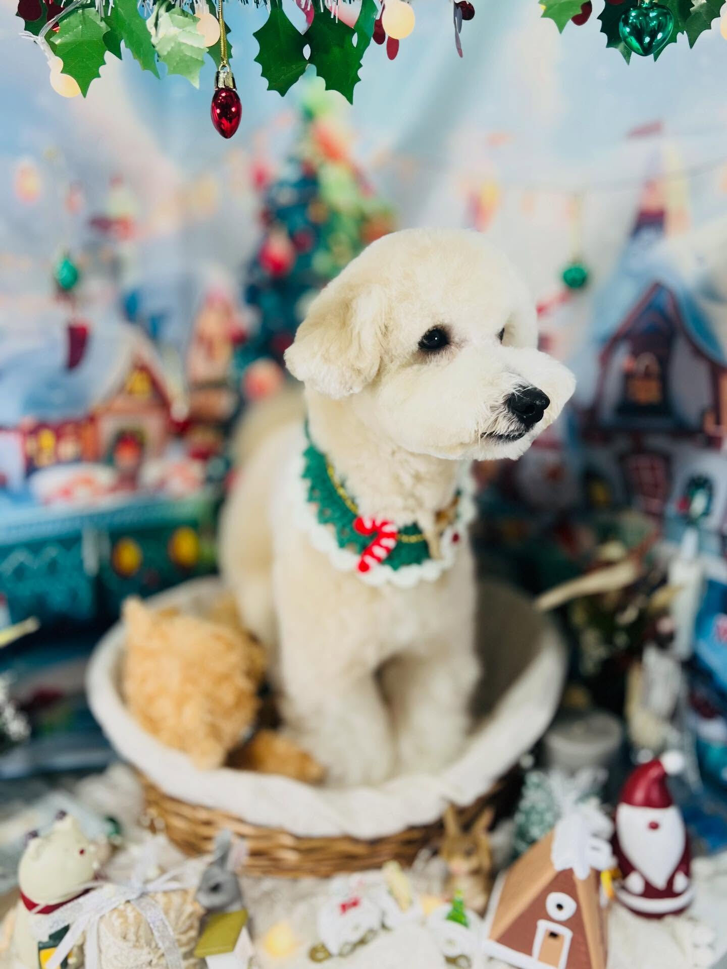 ご来店いただいたププくんです🐶✨