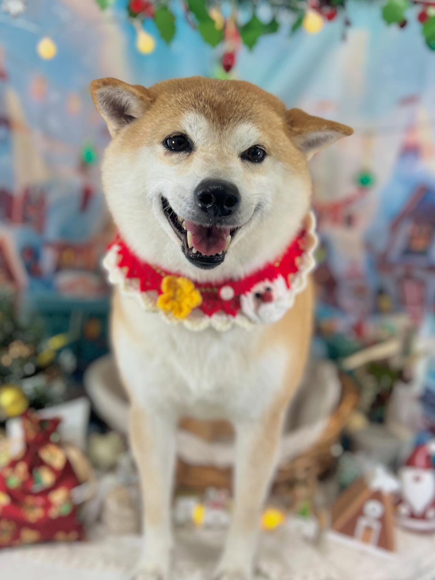 ご来店いただいた、ももちゃんです🐶✨