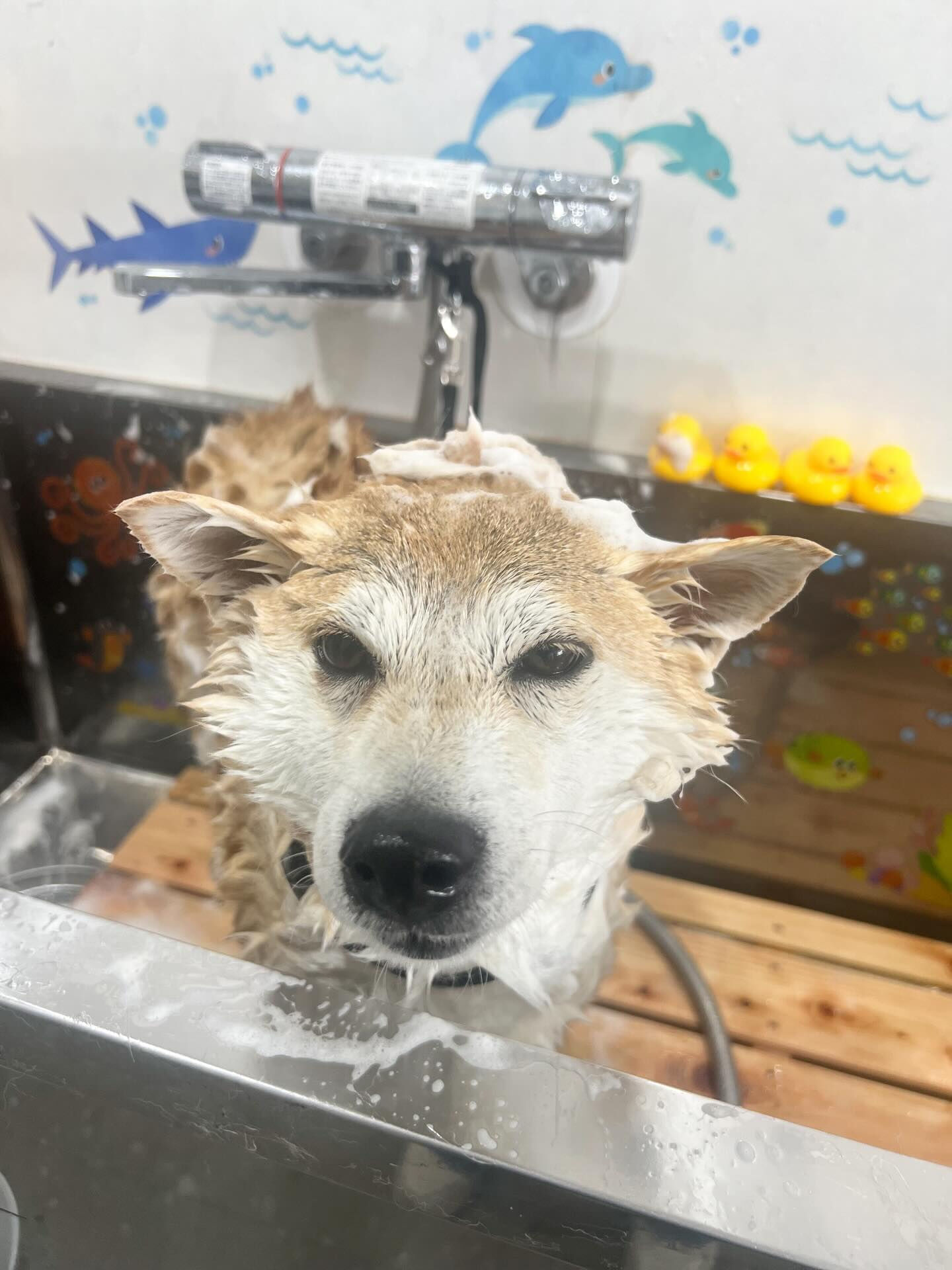 ご来店いただいた、ももちゃんです🐶✨