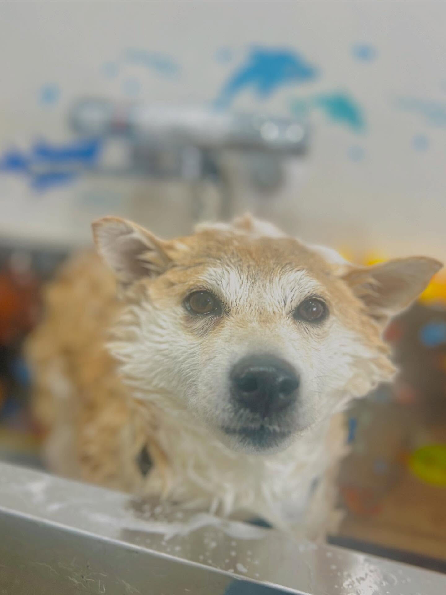 ご来店いただいた、ももちゃんです🐶✨