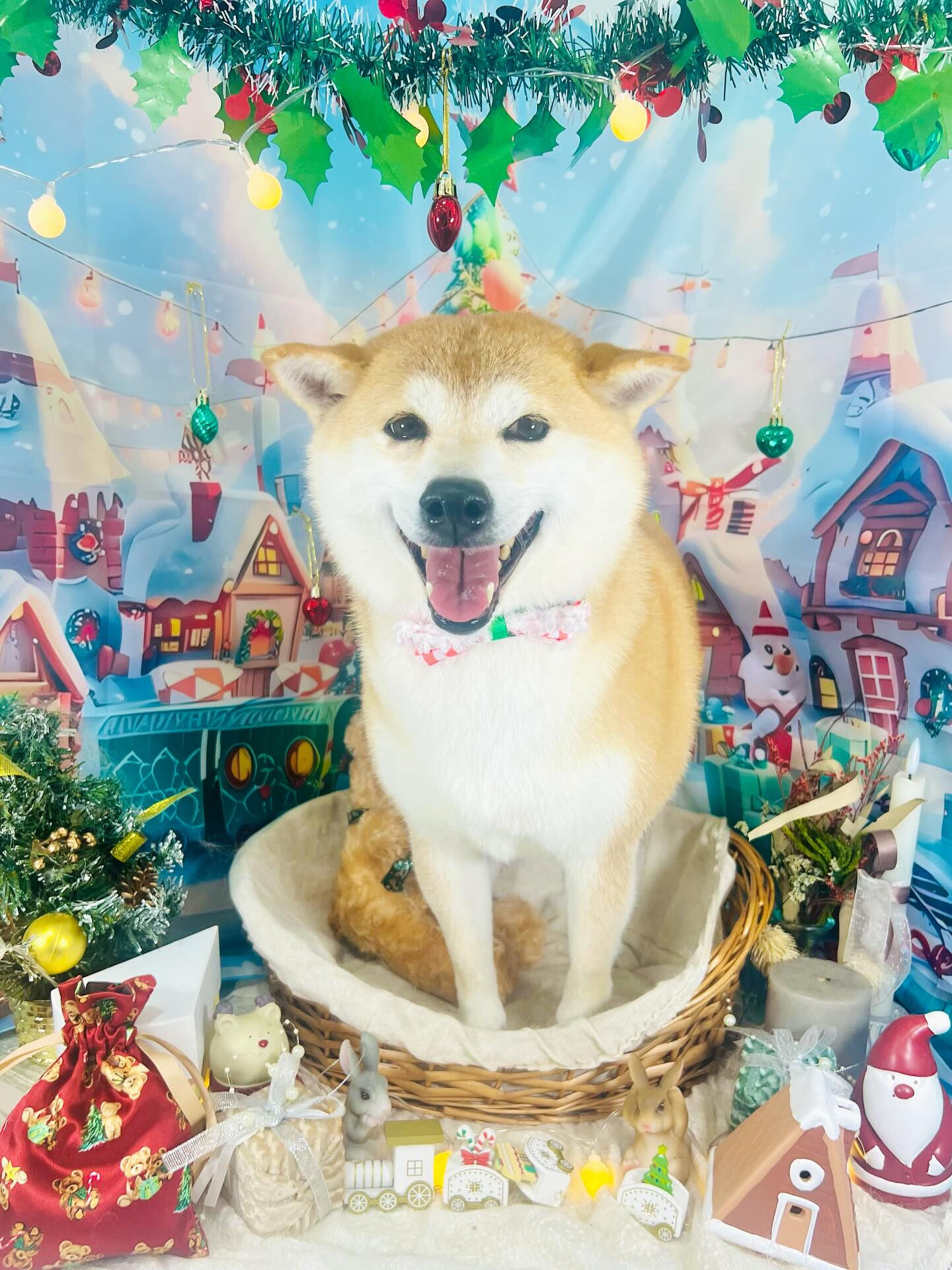 ご来店いただいた、ももちゃんです🐶✨